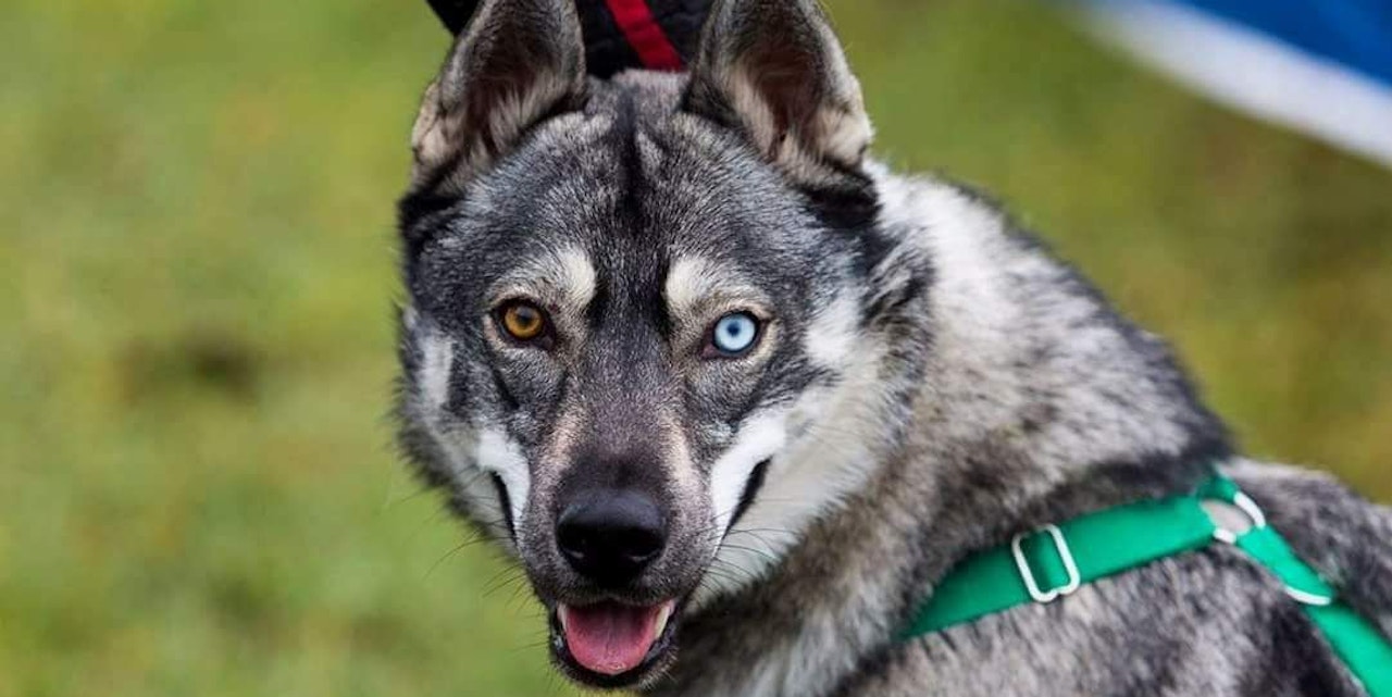 Der mit dem Wolf tanzt - ein Hybrid als Schlittenhund - Haustiere