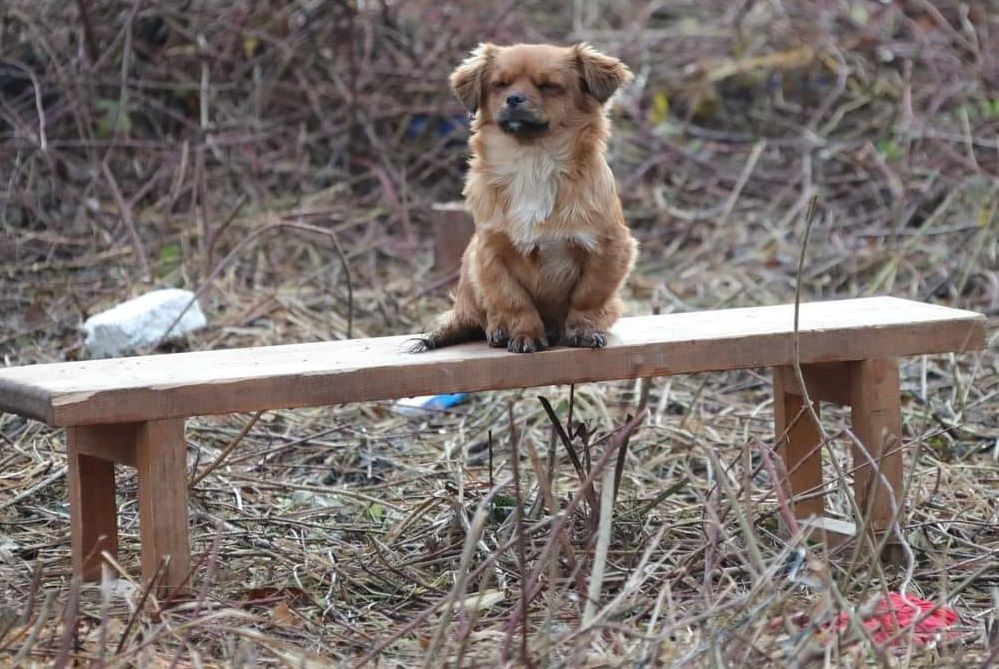 Man kümmert sich nun um den Hund. 