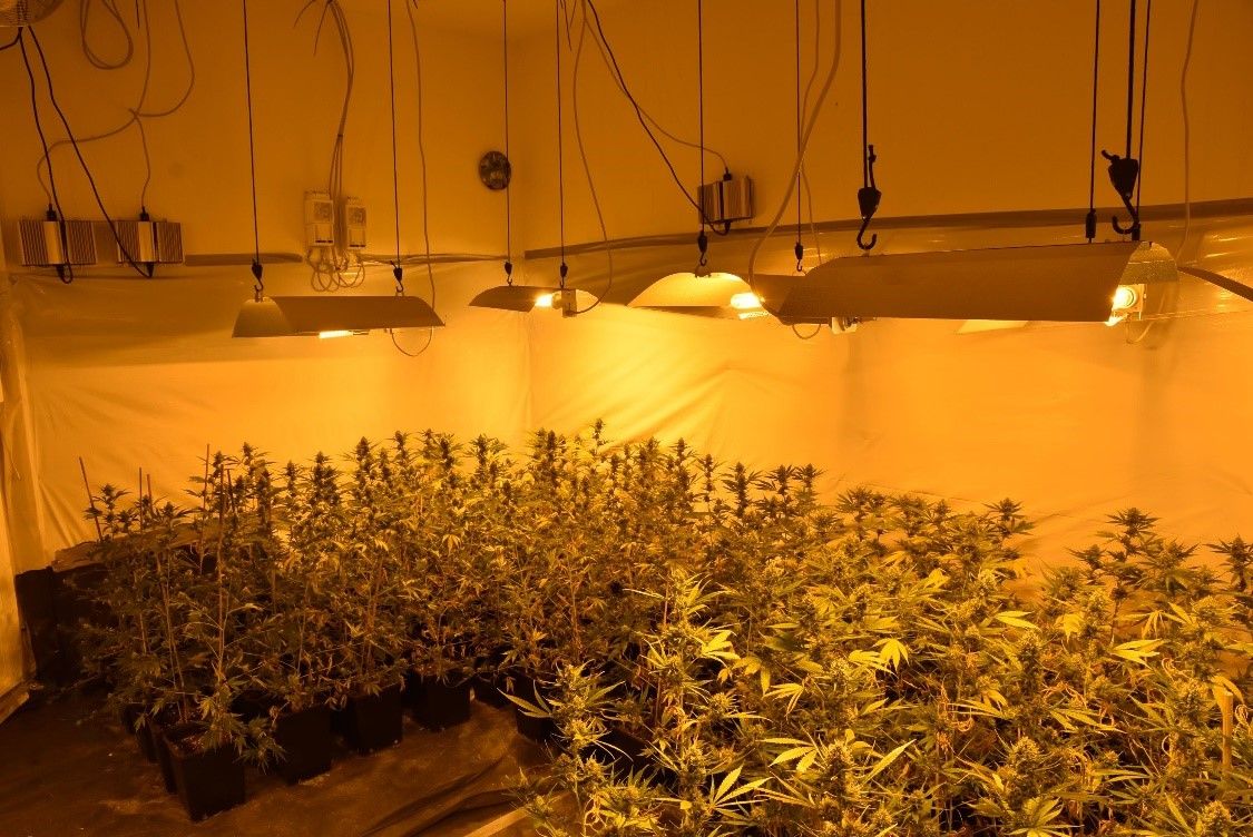 In der Wohnung wurden insgesamt 222 Cannabispflanzen gefunden.
