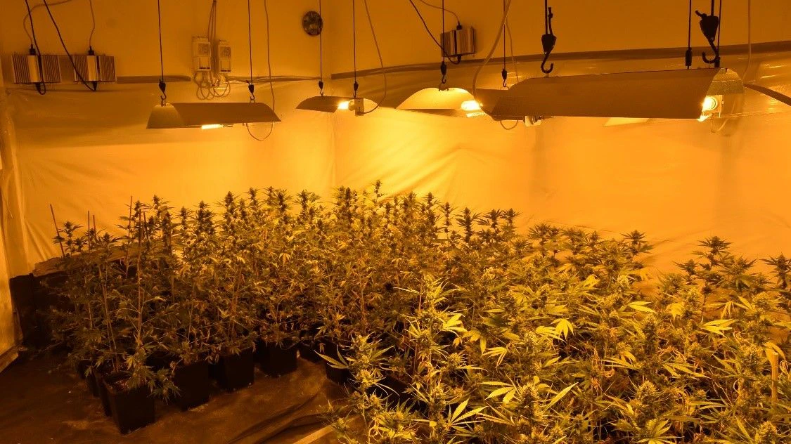 In der Wohnung wurden insgesamt 222 Cannabispflanzen gefunden.
