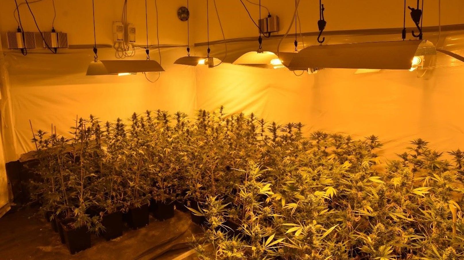 In der Wohnung wurden insgesamt 222 Cannabispflanzen gefunden.
