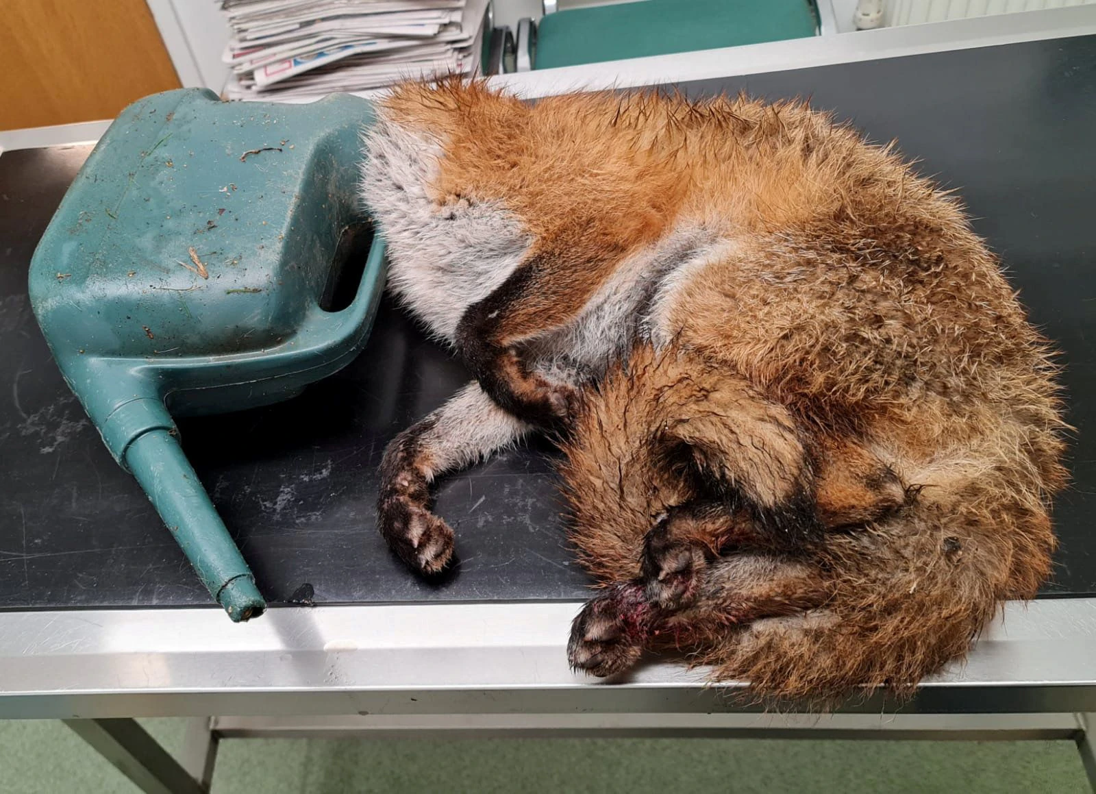 Dieser Fuchs hat den Kopf wohl zu tief in eine Gieskanne gesteckt. 