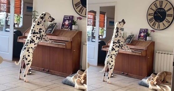 Dexter spielt voller Gefühl auf dem Klavier - solange er nicht abgelenkt wird. Deswegen schleicht sich sein Frauchen leise von oben an, um ihn zu filmen.