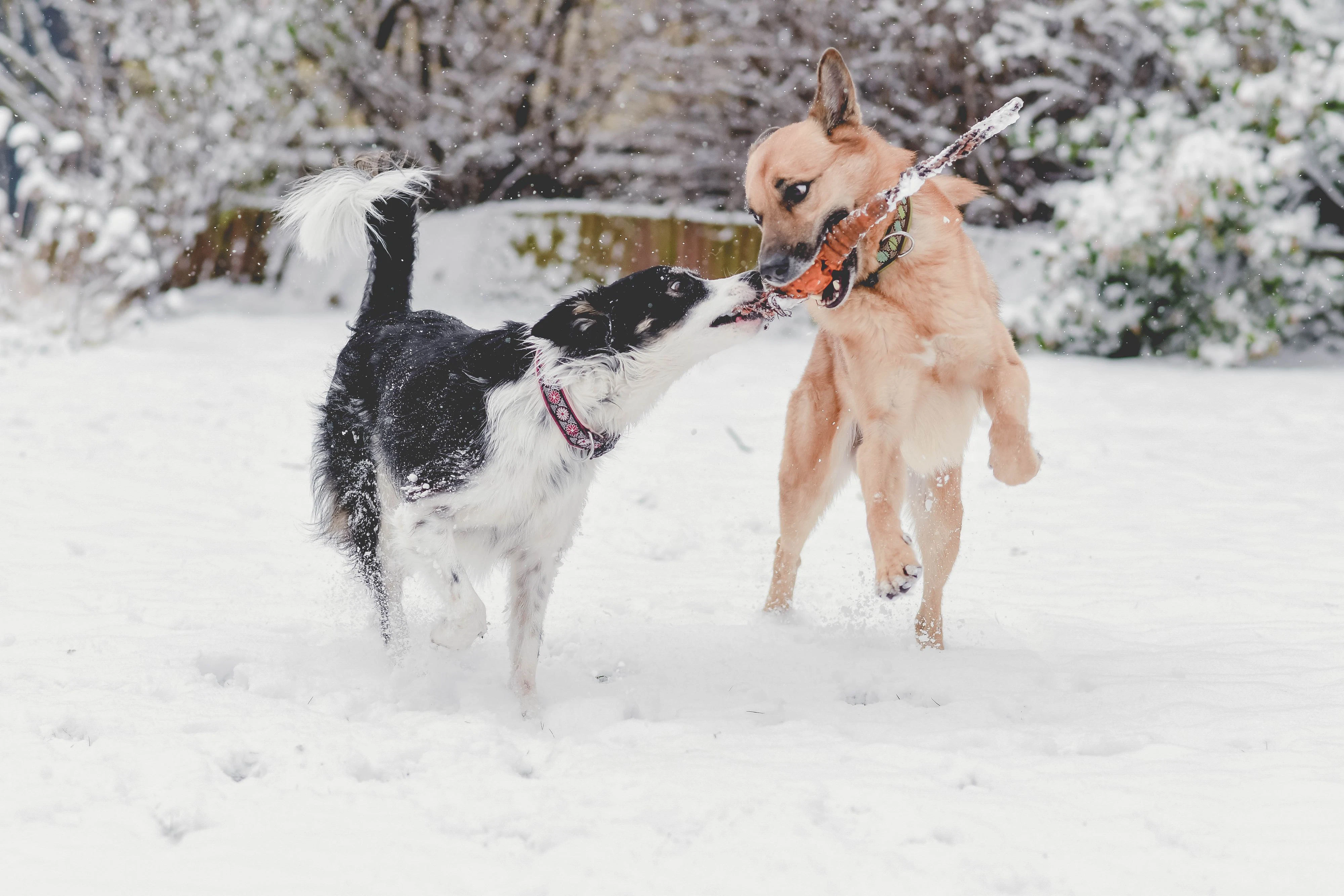 Unsere Haustiere lieben Schnee - zumindest viele! Sendet uns eure lustigsten Pics. 