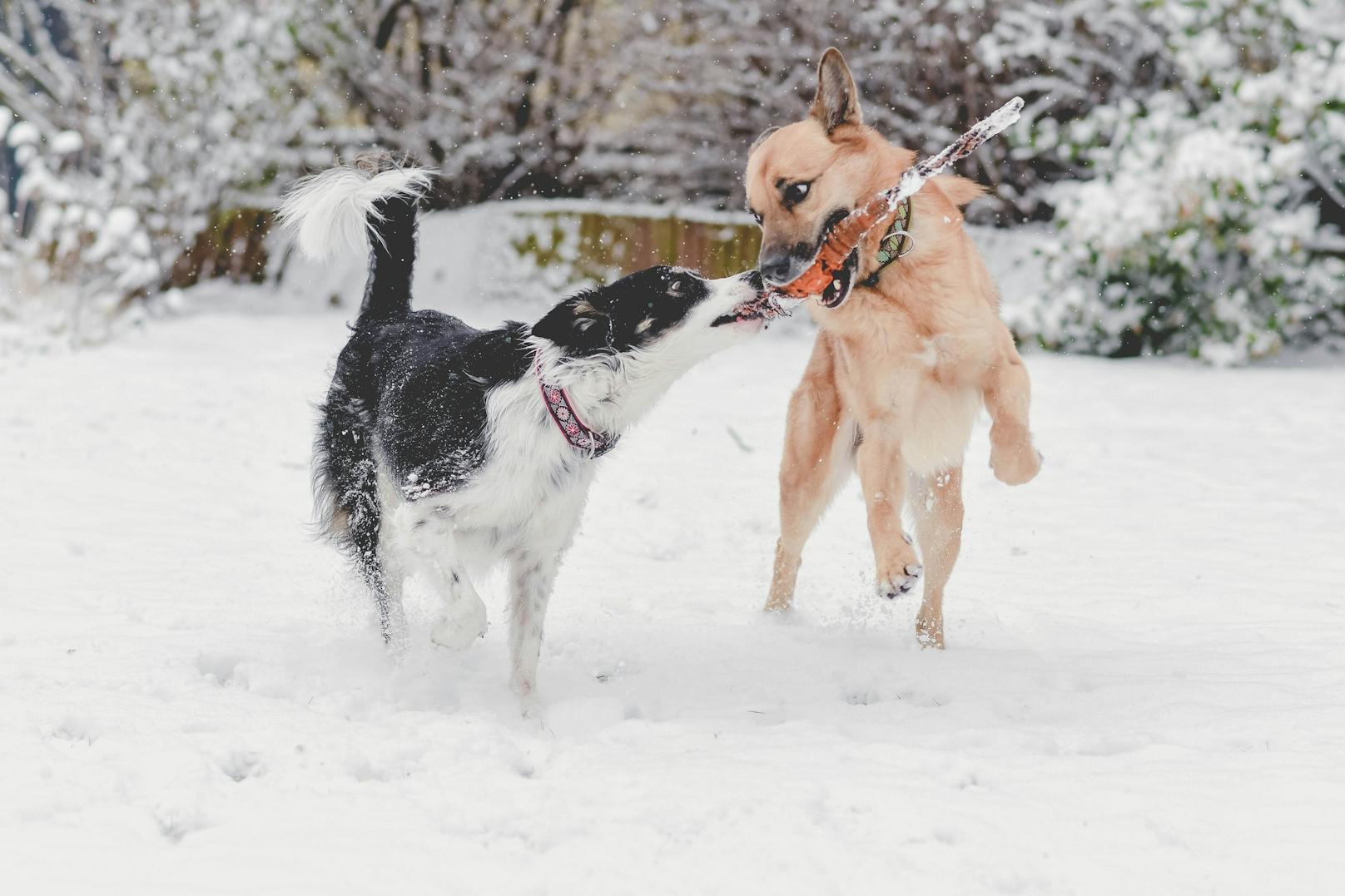 Unsere Haustiere lieben Schnee - zumindest viele! Sendet uns eure lustigsten Pics. 