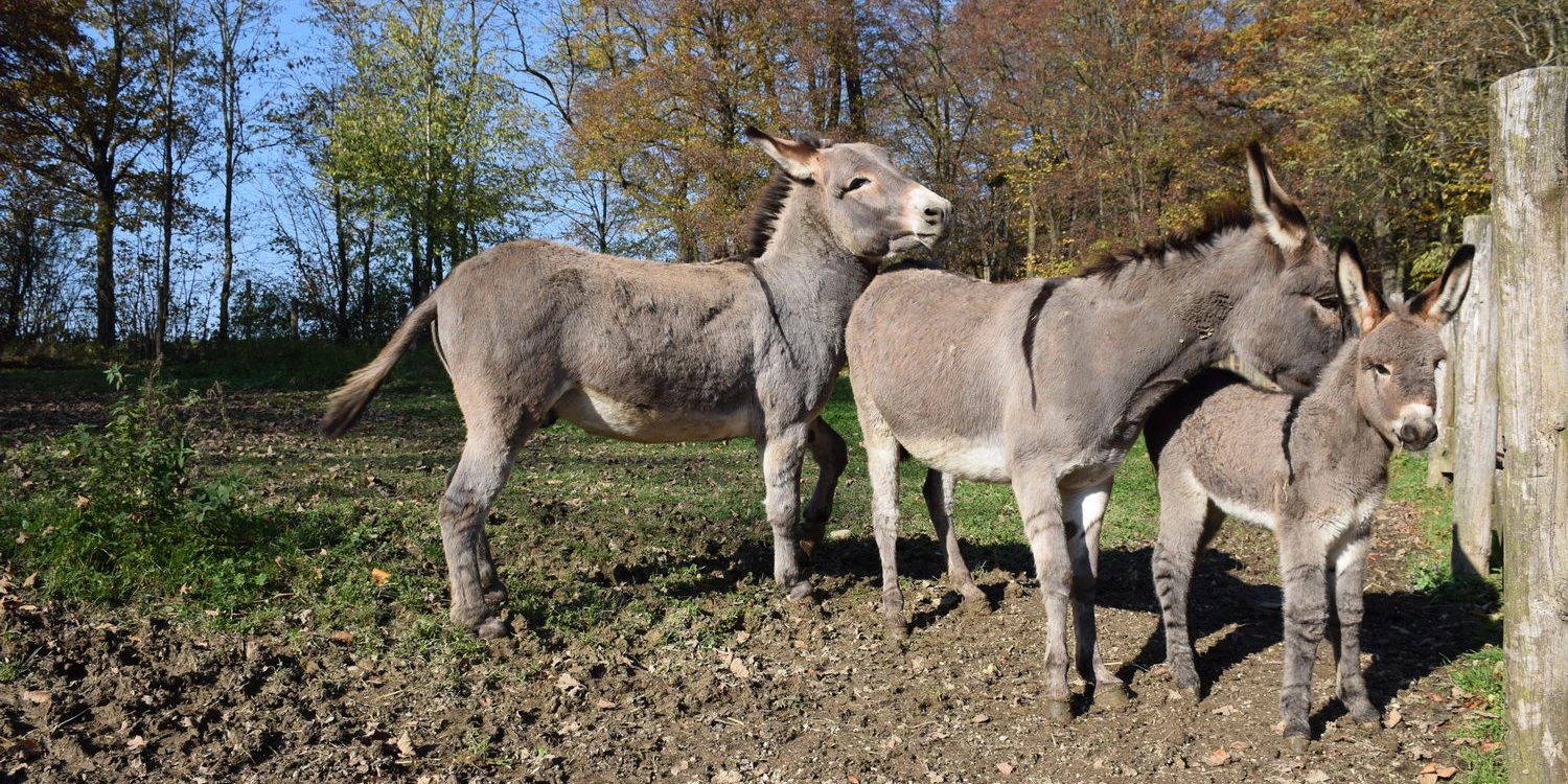 Die Eselfamilie genießt ihre Zeit mit dem Fohlen.