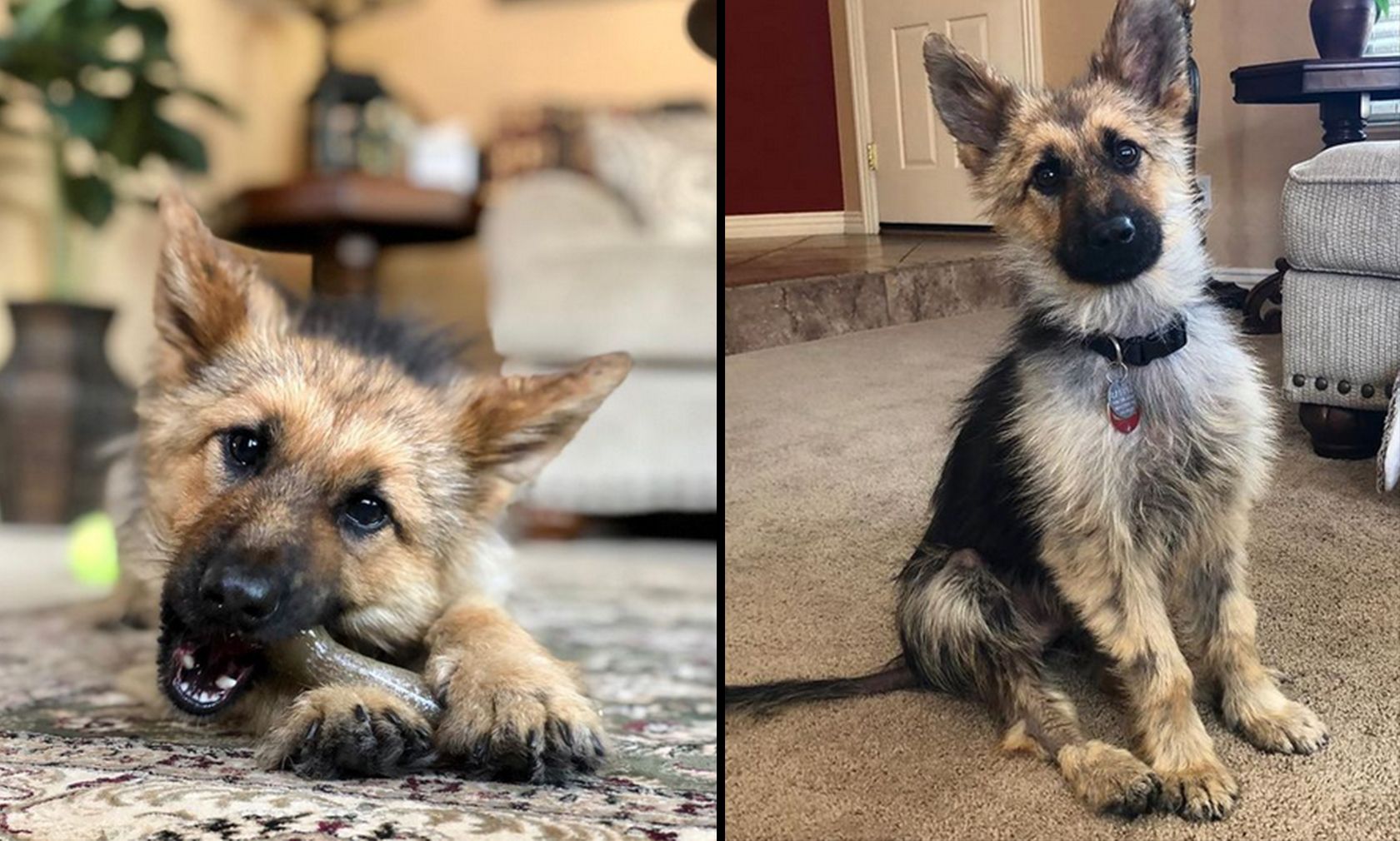 Ob man es glaubt, oder nicht: "Ranger" ist ein reinrassiger deutscher Schäferhund und mittlerweile schon drei Jahre alt.