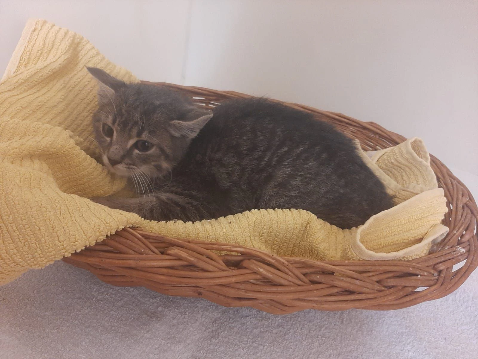 Die kleine Katze wartet im Tierheim St. Pölten auf ihren Besitzer.