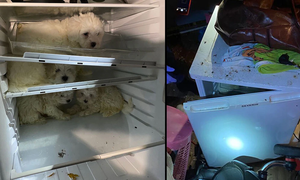 Polizei-Einsatz in Köln: Diverse Rassehundewelpen teilweise aus dem Kühlschrank befreit. 