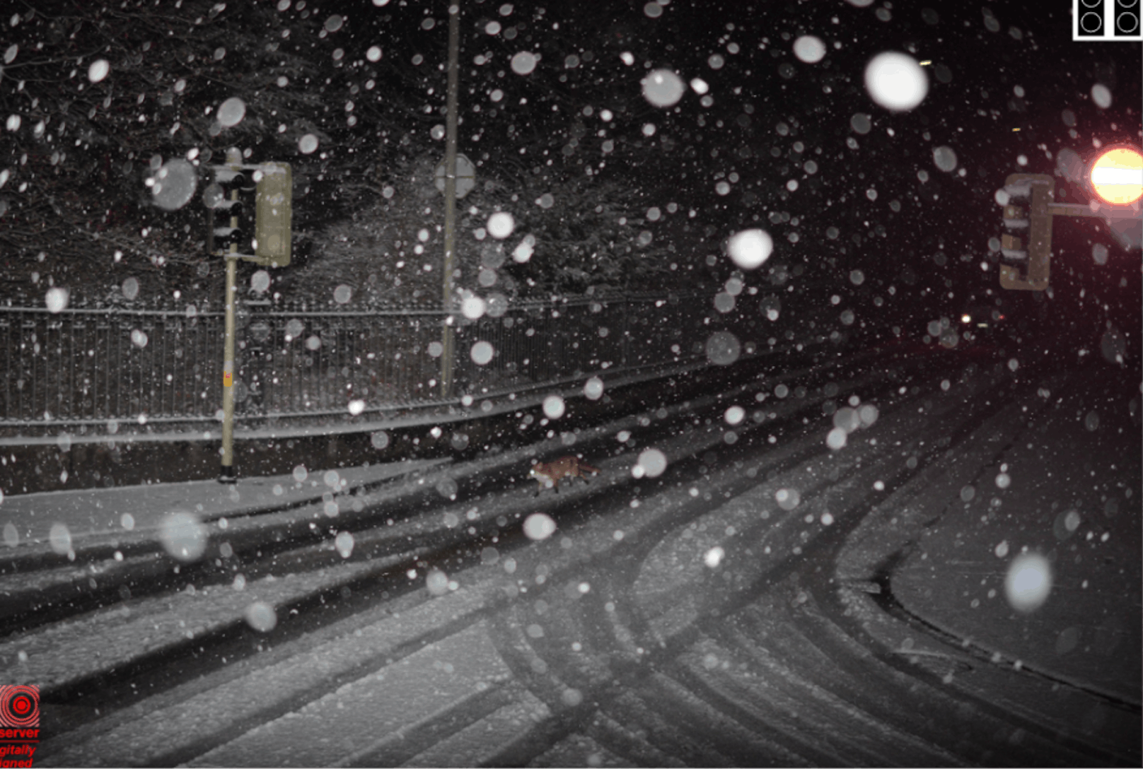 Im dichten Schneetreiben das Rotlicht missachtet: In Winterthur wurde ein Fuchs geblitzt.