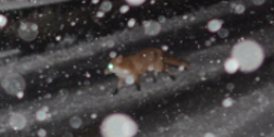 Im dichten Schneetreiben das Rotlicht missachtet: In Winterthur wurde ein Fuchs geblitzt.