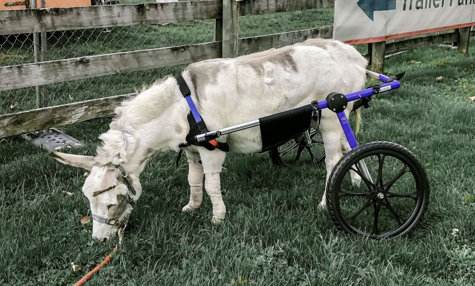 Esel "Norman" leidet an einer Wirbelsäulenerkrankung namens IVDD. Dank eigens angefertigten Rollstuhl, kann er nun wieder laufen. 