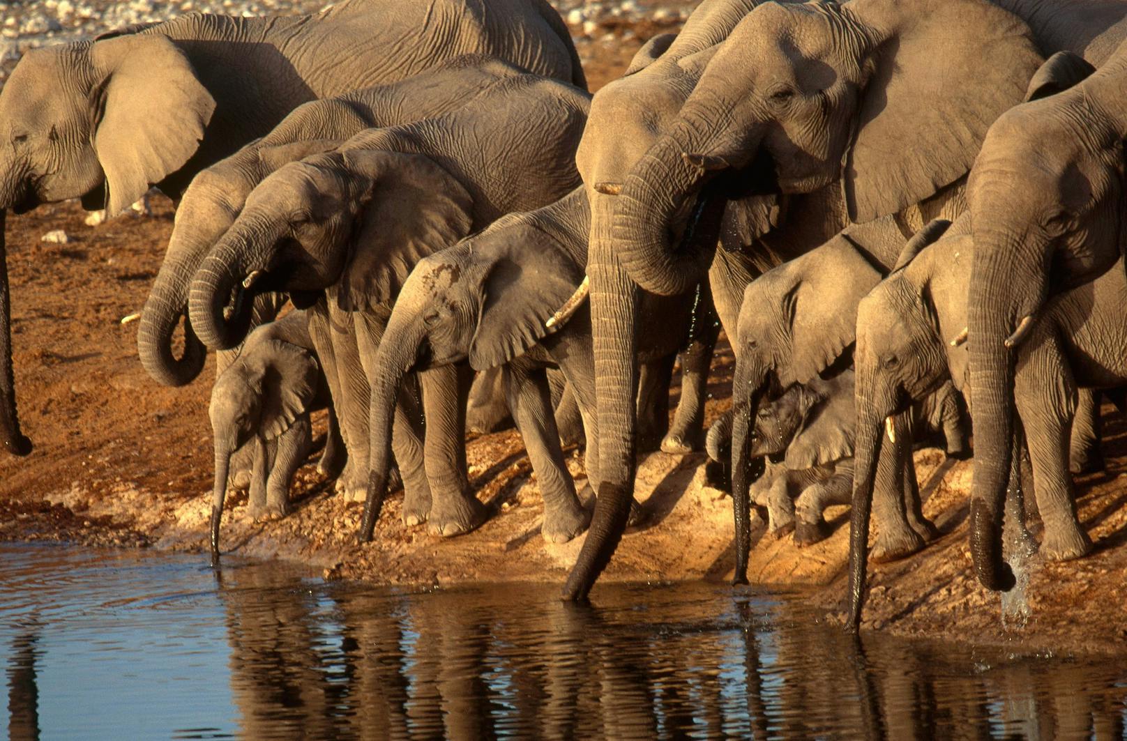 Dürre: 170 Elefanten aus Namibia stehen zum Verkauf