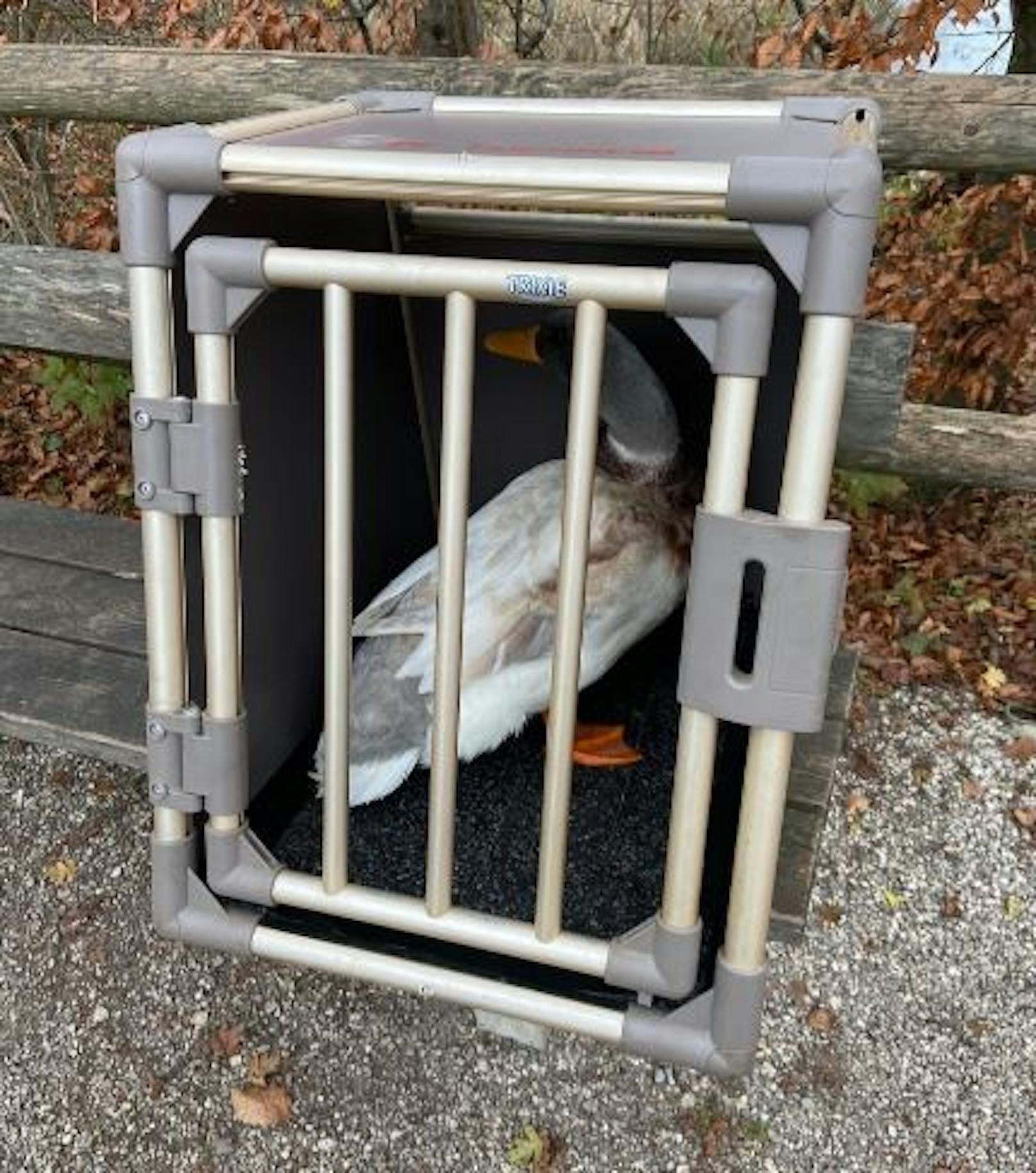 Nachdem das Tier unverletzt blieb, wurde es aus der Käfig-Box in die Freiheit entlassen.
