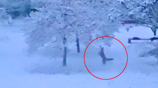 Fuchs schnappt sich Früchte vom Baum