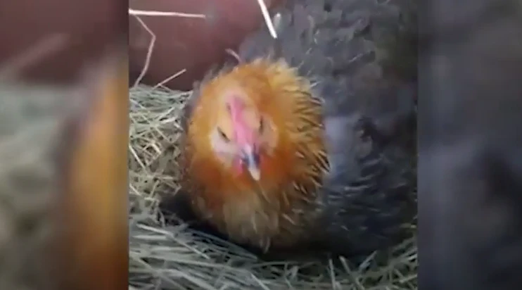 Ein Hühnchen adoptierte kurzerhand einen Wurf verwaister Kätzchen.