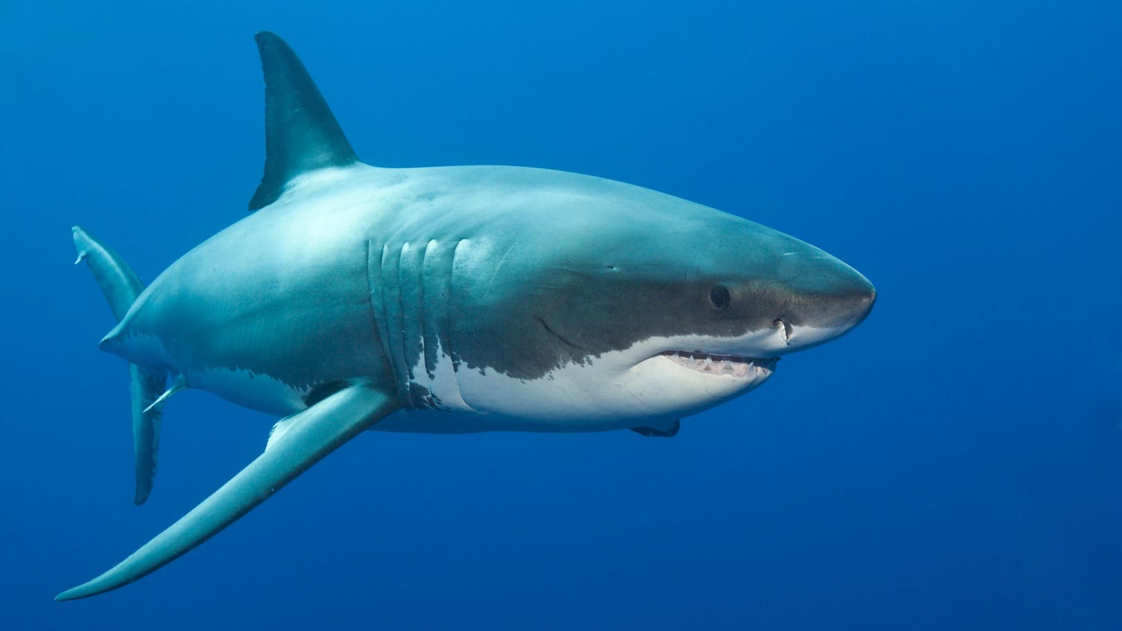 Forscher wollen nun den größten Weißen Hai der Welt entdeckt haben.