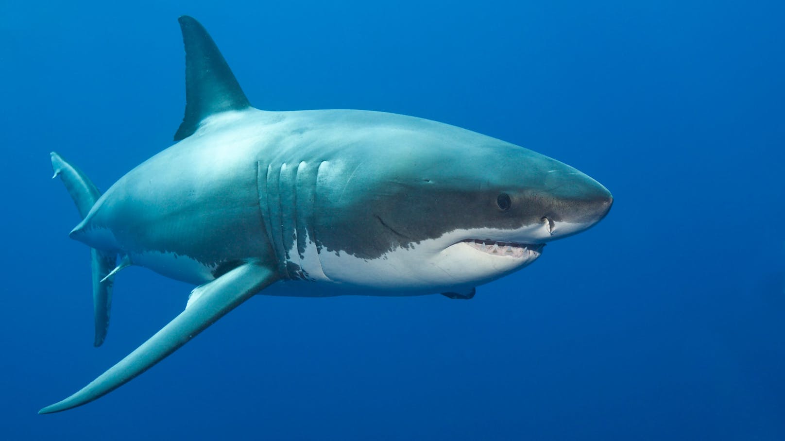 Erneut kam es in Australien zu einer Hai-Attacke (Symbolbild).