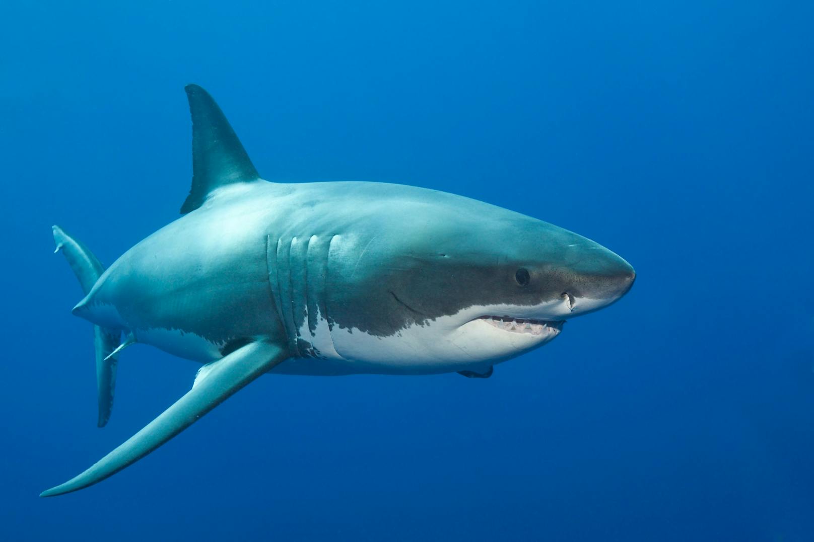Forscher entdeckten den größten Weißen Hai der Welt