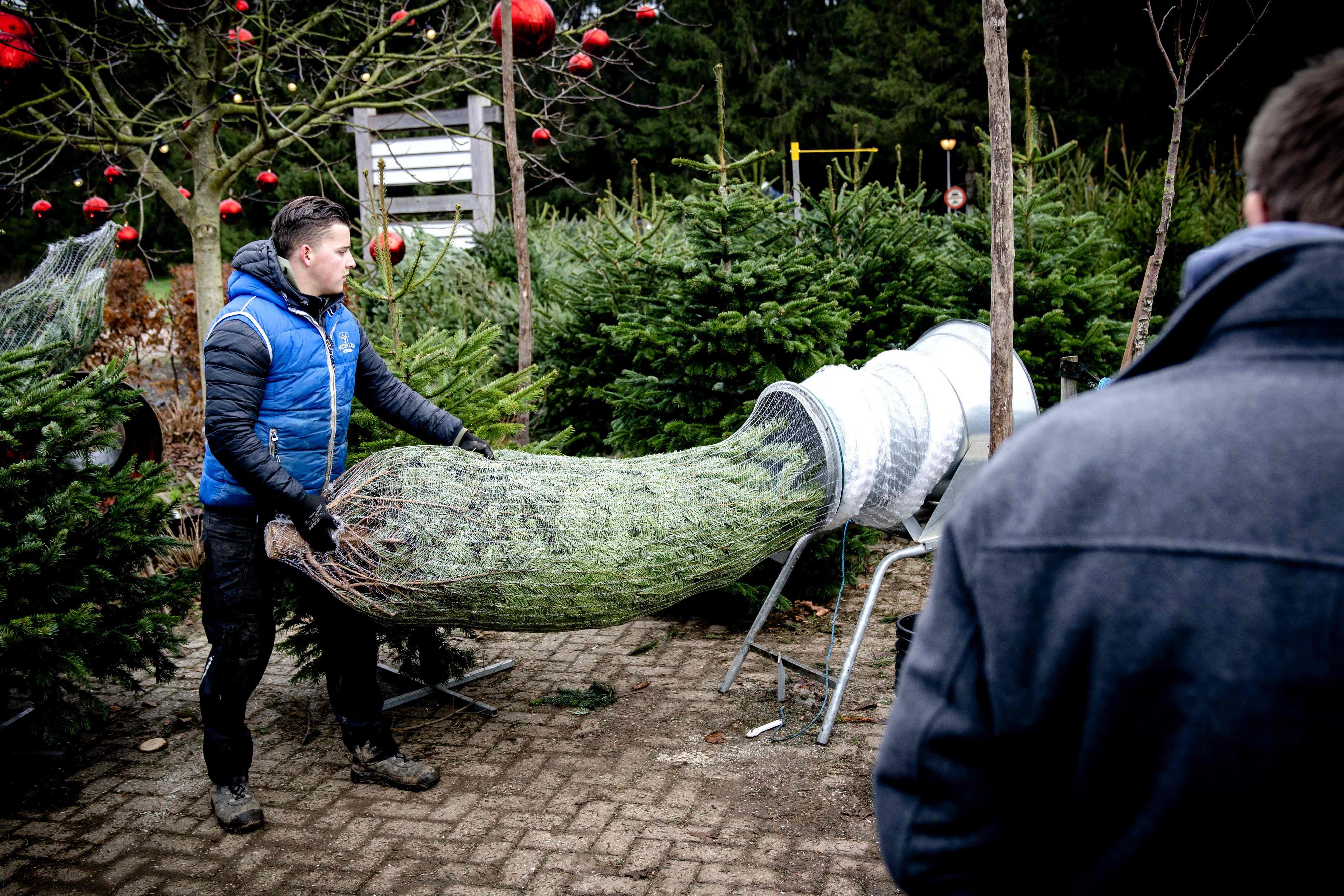 Klein aber fein, oder groß bis zur Decke. Egal für welchen Christbaum wir uns entscheiden: Es gibt einen perfekten Zeitpunkt für den Kauf. 