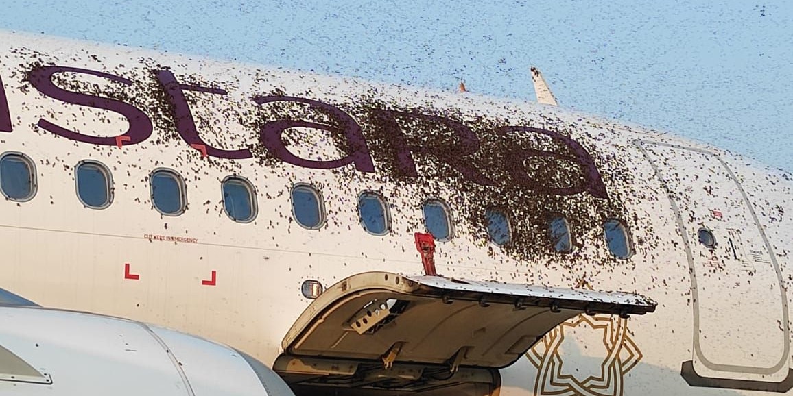 Wilde Bienen in Kalkutta Airbus