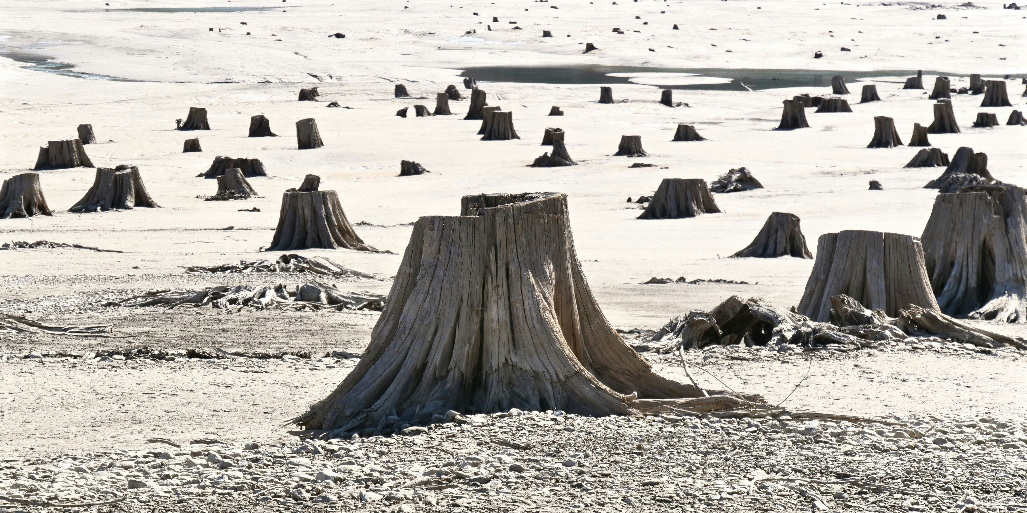 Die Menschheit zerstörten den wichtigen Lebensraum vieler Tiere und Pflanzen