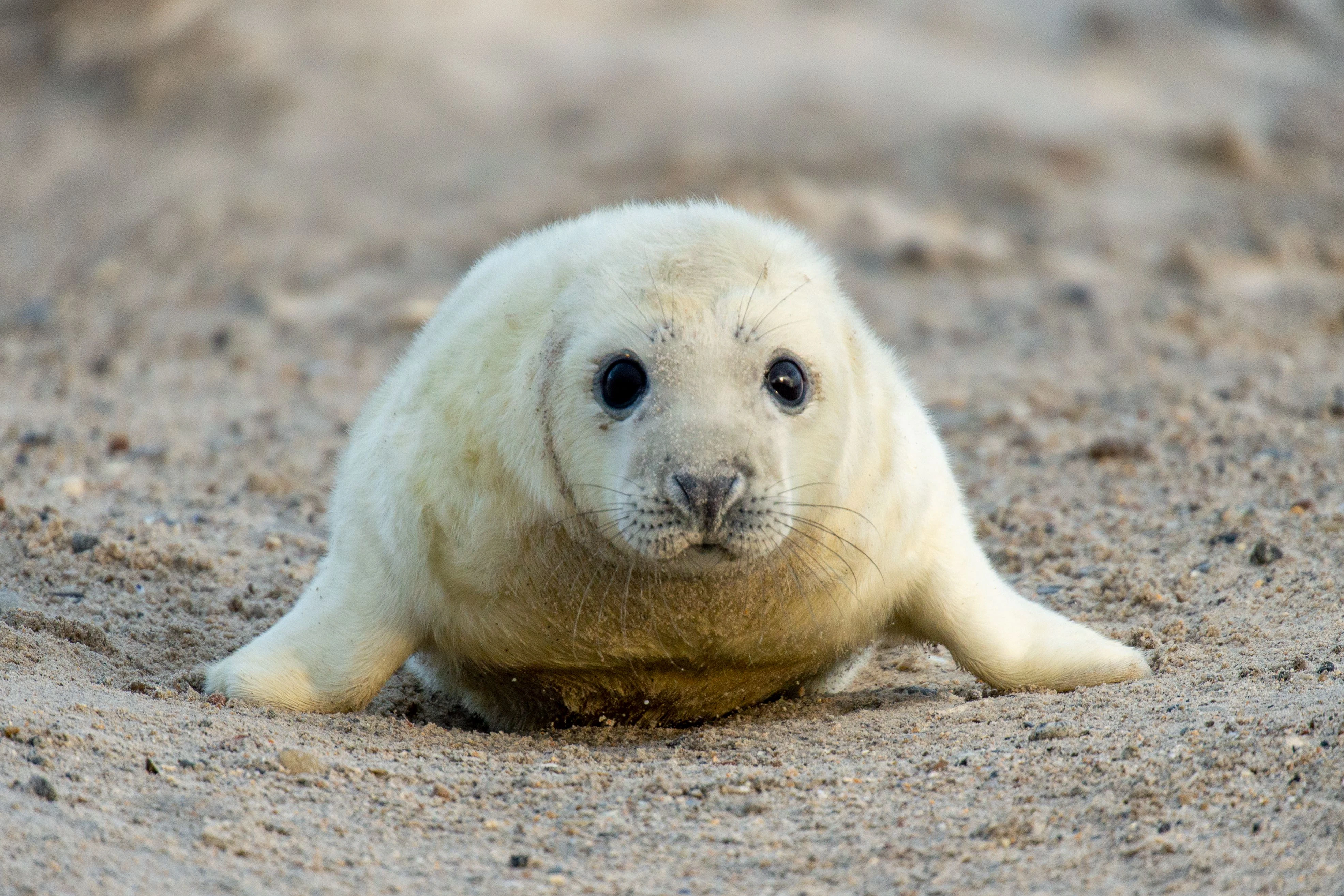 Auf Helgoland wurde heuer mehr als 500 Robbenbabys geboren. 