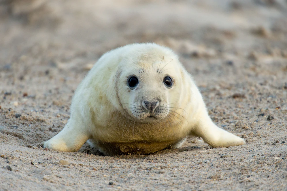 Auf Helgoland wurde heuer mehr als 500 Robbenbabys geboren. 