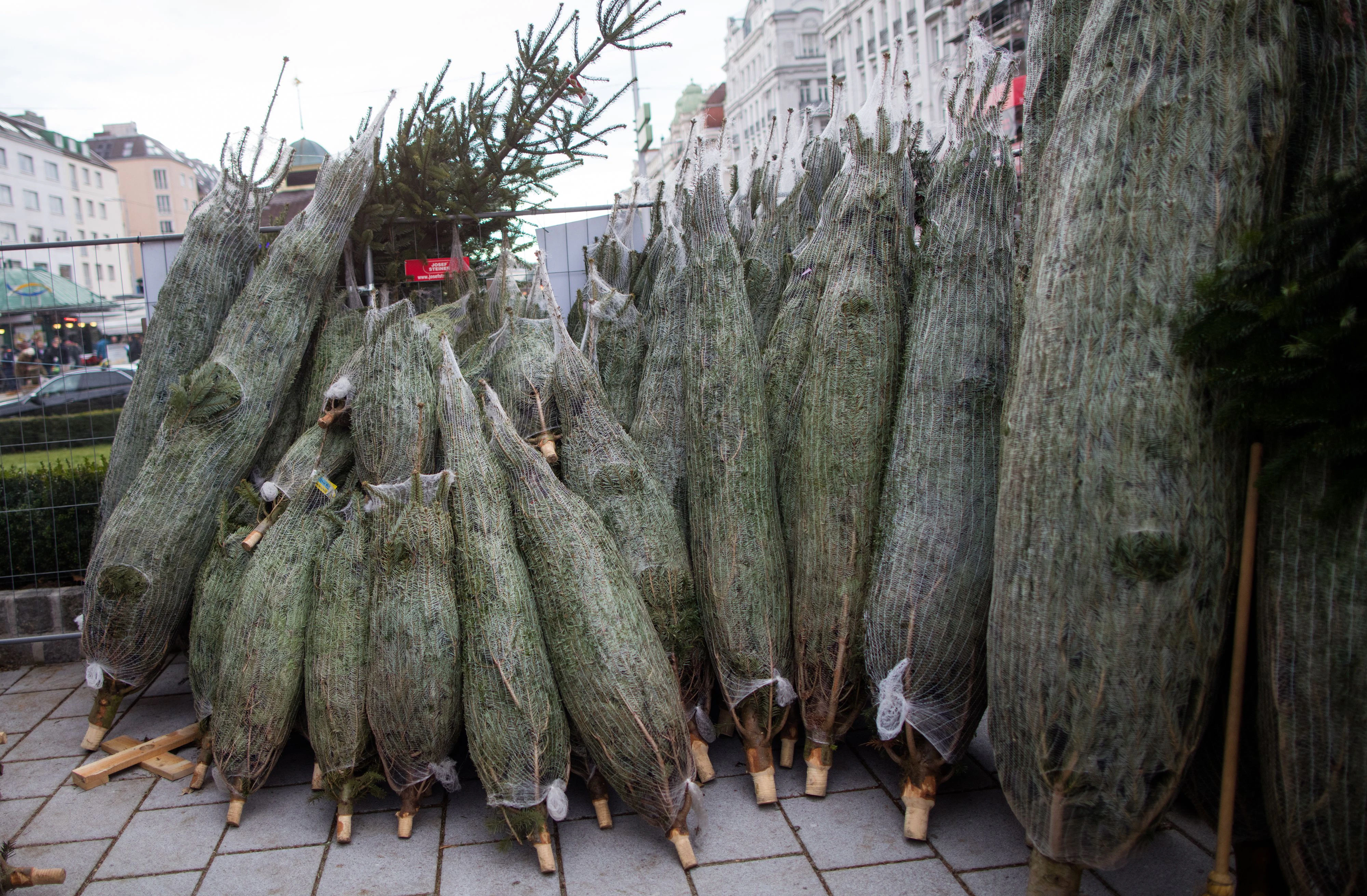 Der Christbaum-Verkauf in Wien beginnt am Wochenende.
