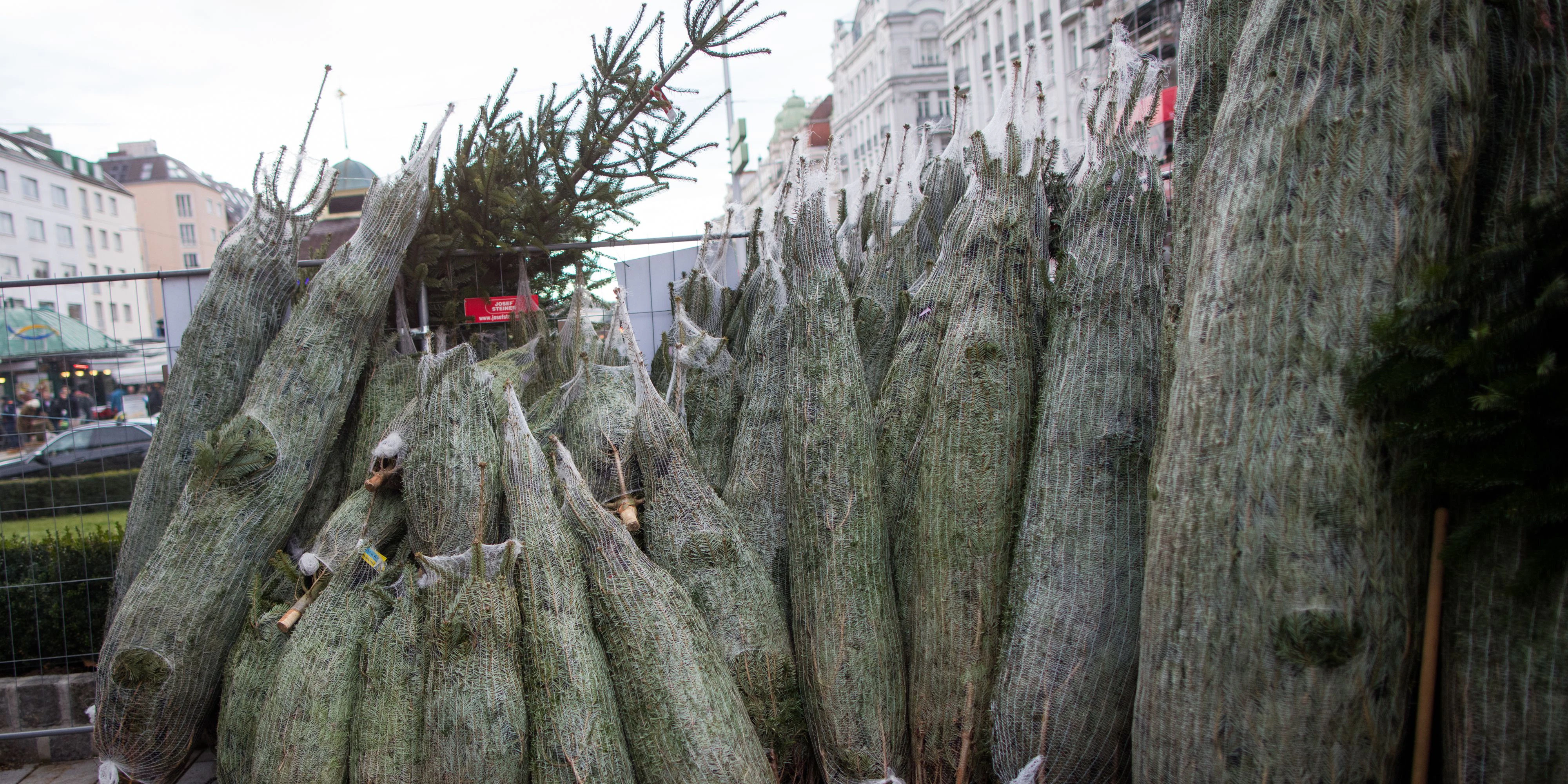 Der Christbaum-Verkauf in Wien beginnt am Wochenende.