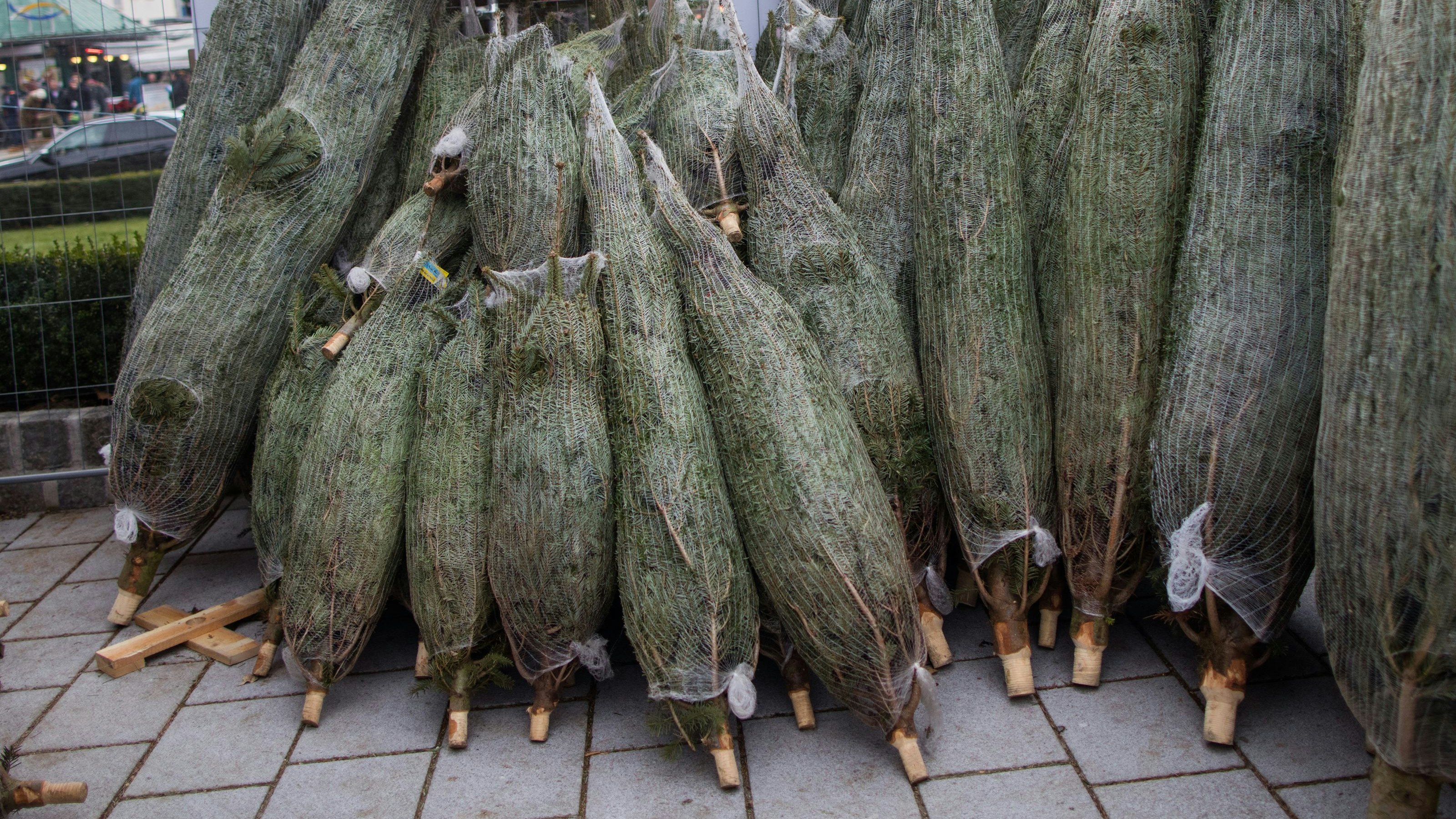 Der Christbaum-Verkauf in Wien beginnt am Wochenende.