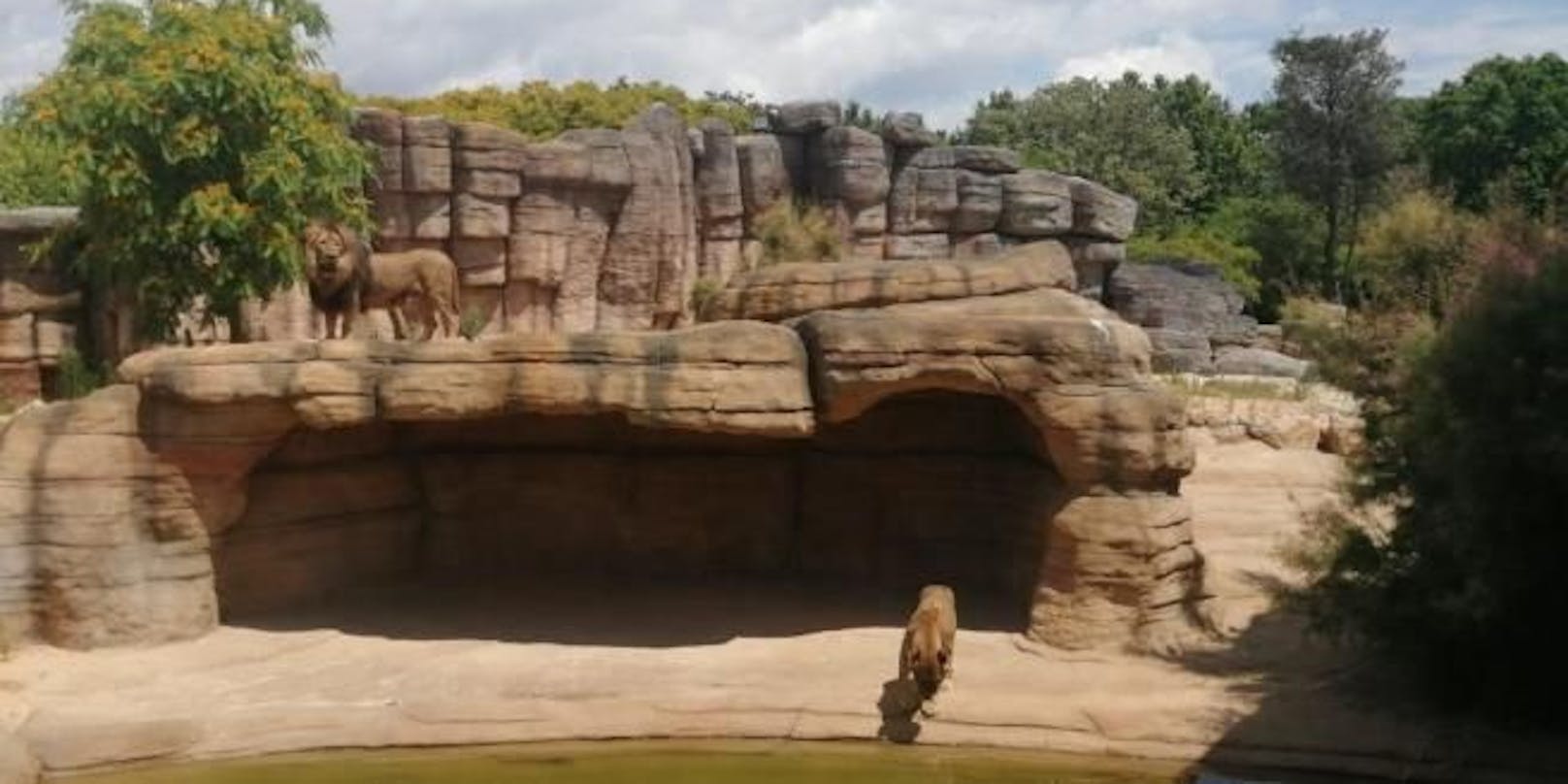 Blick in das Löwengehege vom Zoo in Barcelona