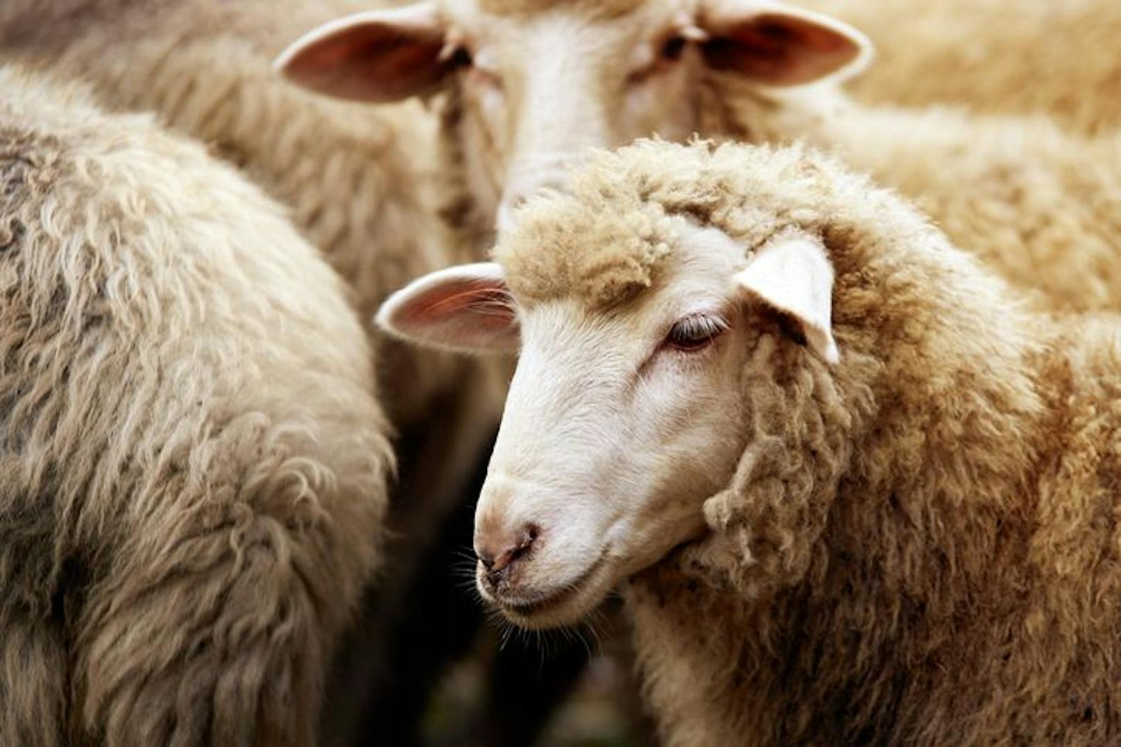 Tierquälerei? Schafe standen im November auf der Weide