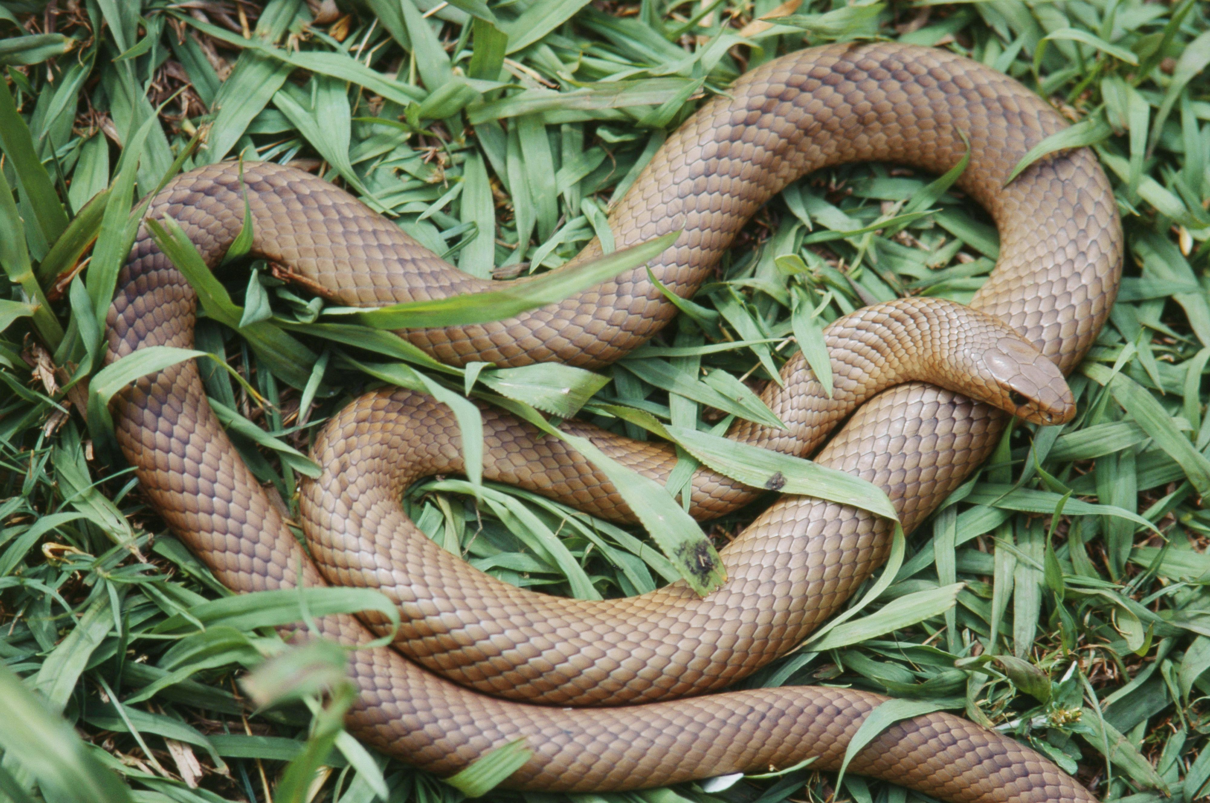 Eigentlich macht die "Braunschlange" einen recht harmlosen Eindruck, kann aber tödlich sein. 