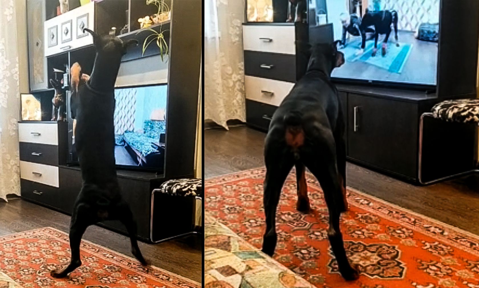 Und eins... zwei... drei...! Dieser Dobermann trainiert zuhause. 