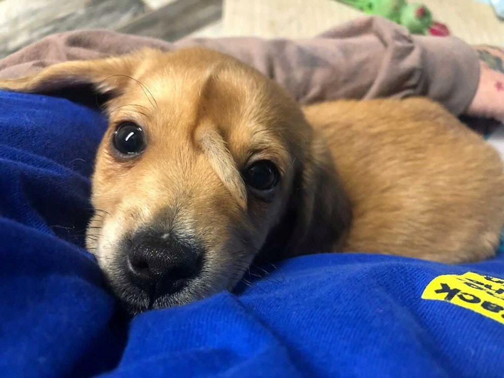 Der süße Hundewelpe 