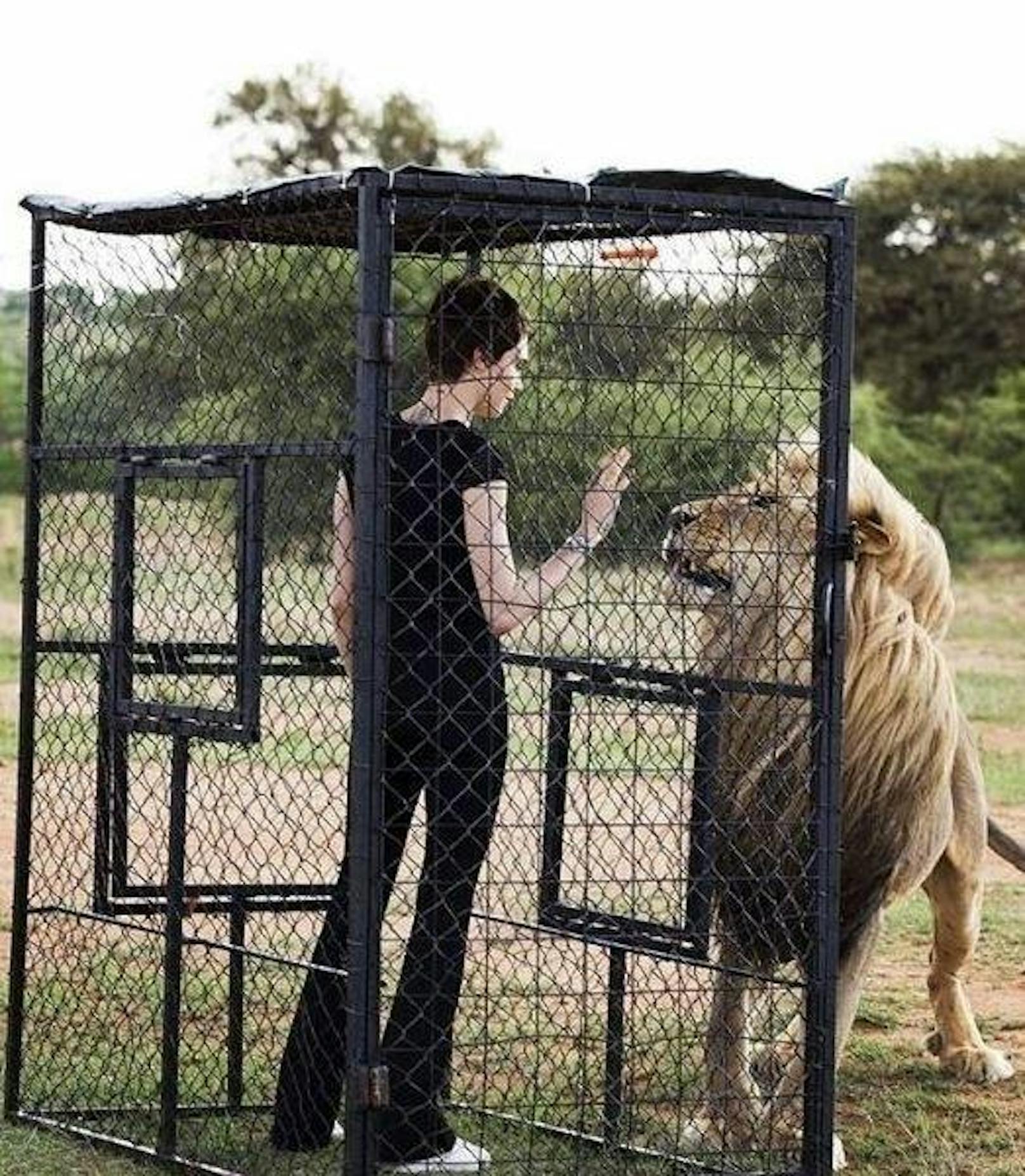 11.12.2017: Schauspielerin Cara Delevingne durfte mit einem Löwen zusammen arbeiten.