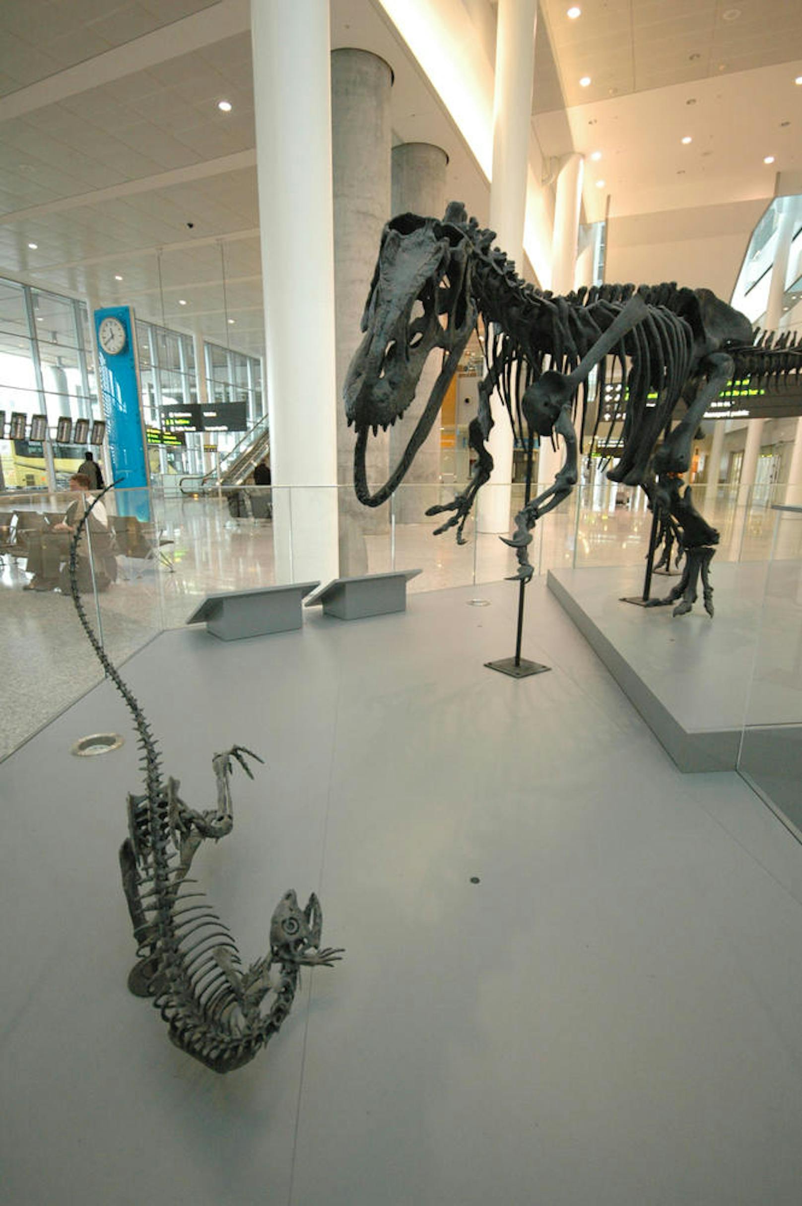 <b>Toronto Pearson International Airport: Dinosaurierskelette zur Begrüßung</b>
Von prähistorischen Skeletten bis zu farbenprächtigen Gemälden: Ausstellungen an Flughäfen sind ein besonderer Hingucker. Im Rahmen der Ausstellung "A Scene from the Late Jurassic" können Gäste des Toronto Pearson International Airport einen Allosaurus und einen Vogelbecken-Dinosaurier bestaunen - und das direkt nach ihrer Ankunft vor Ort. Die echten Skelette sind eine Leihgabe des Royal Ontario Museum.