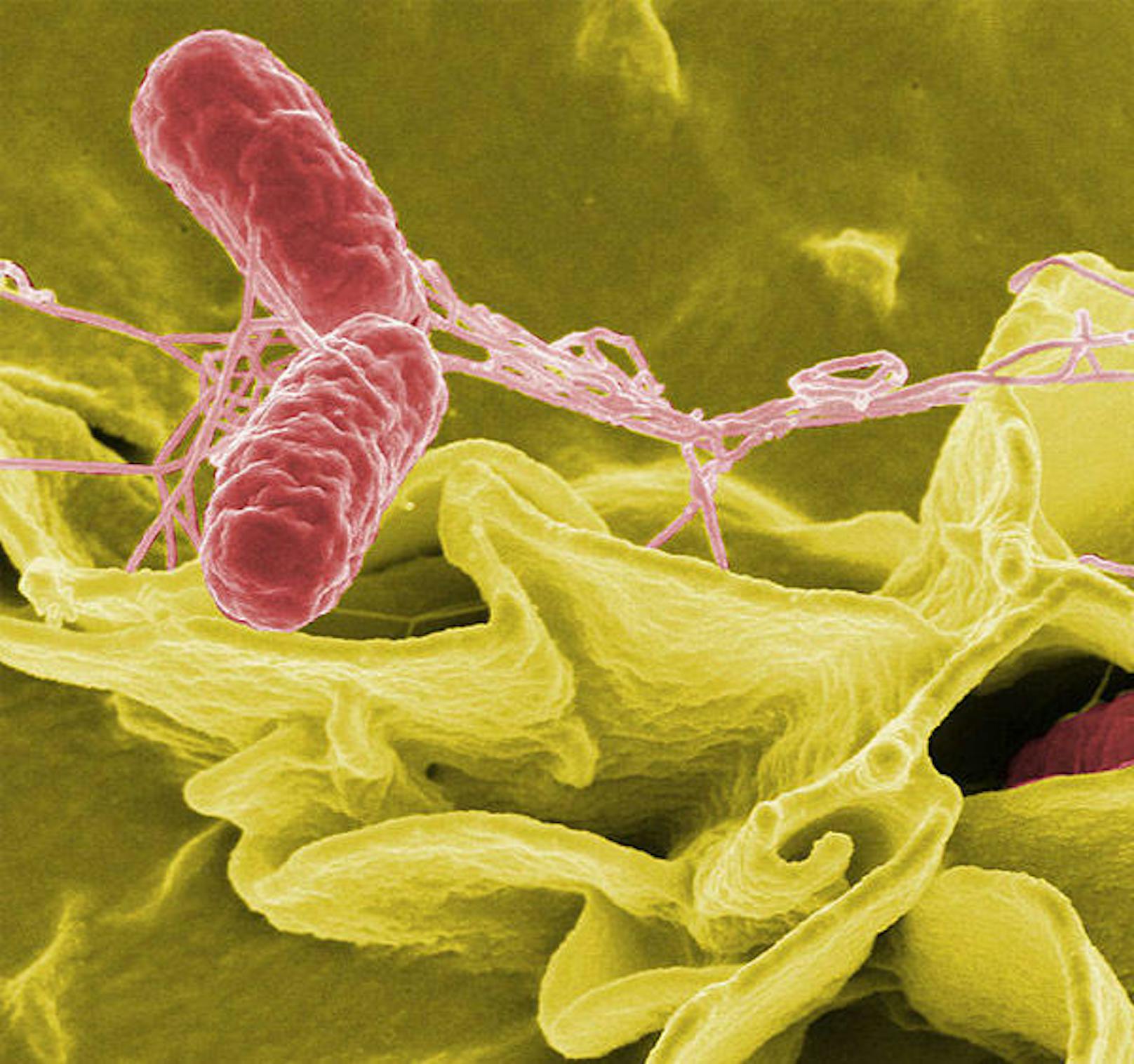 Salmonellae, Priorität 2: Salmonellen sind für viele Erkrankungen bei Mensch und Tier verantwortlich.