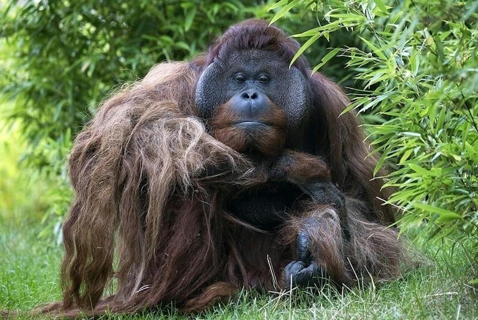 Orang-Utan (Foto: Franz Wunsch)