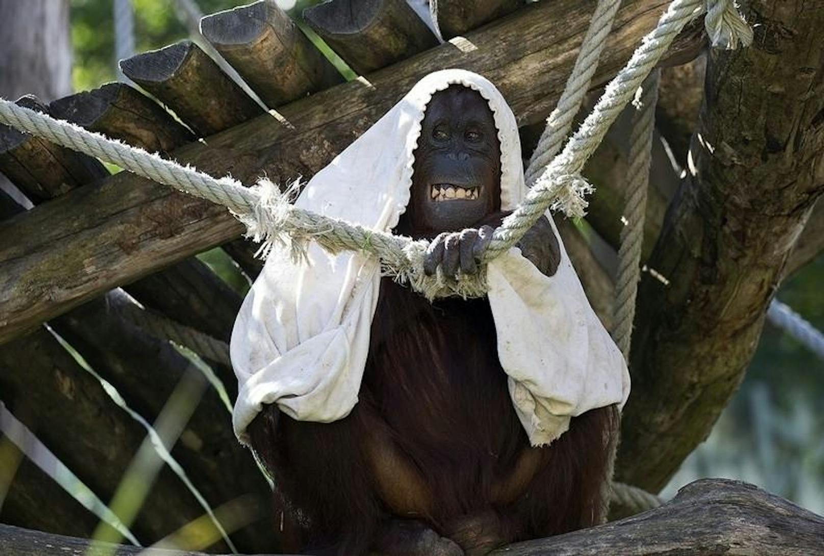 Orang-Utan (Foto: Franz Wunsch)