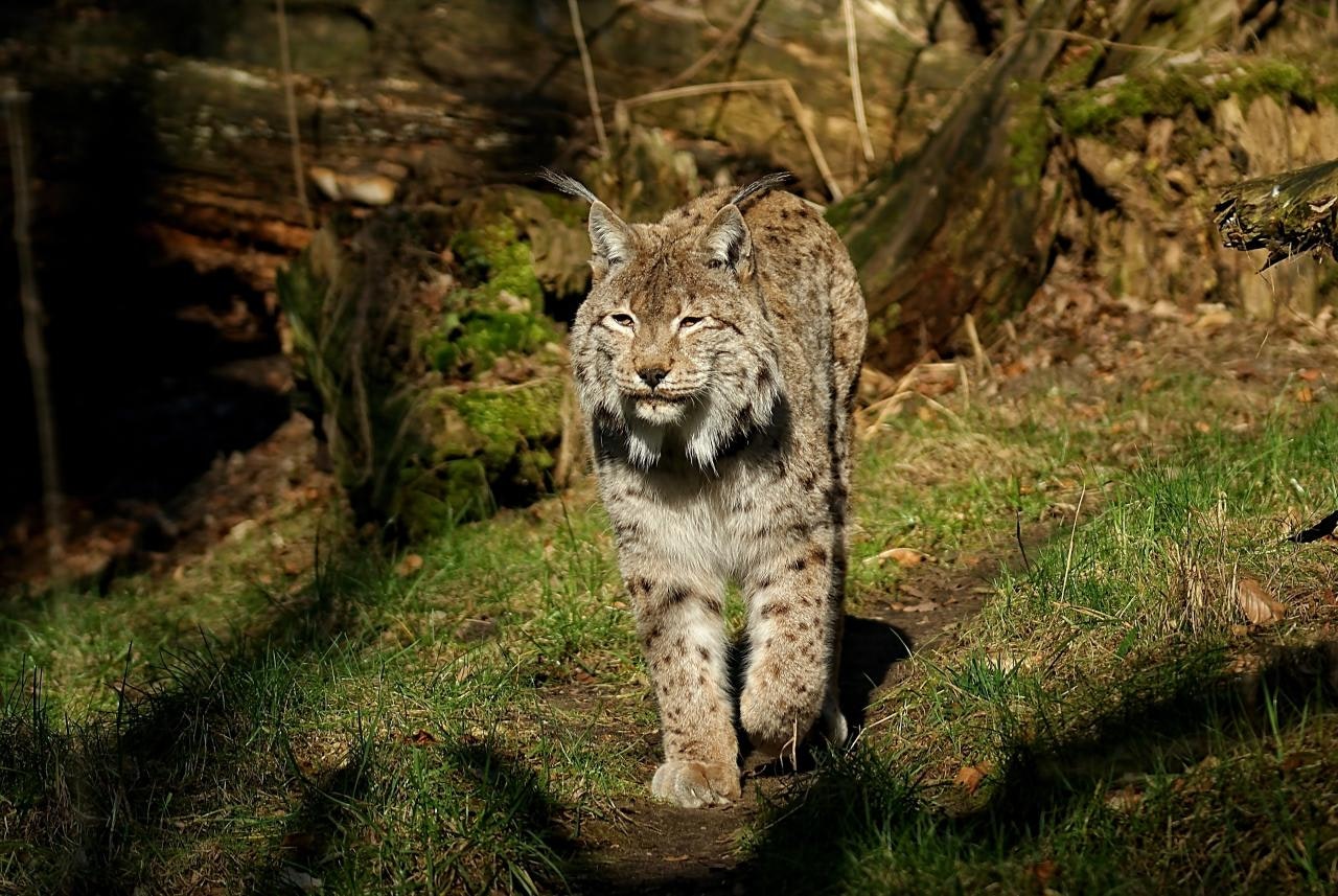 Heute.at - Drittel unserer Tiere & Pflanzen vom Aussterben bedroht