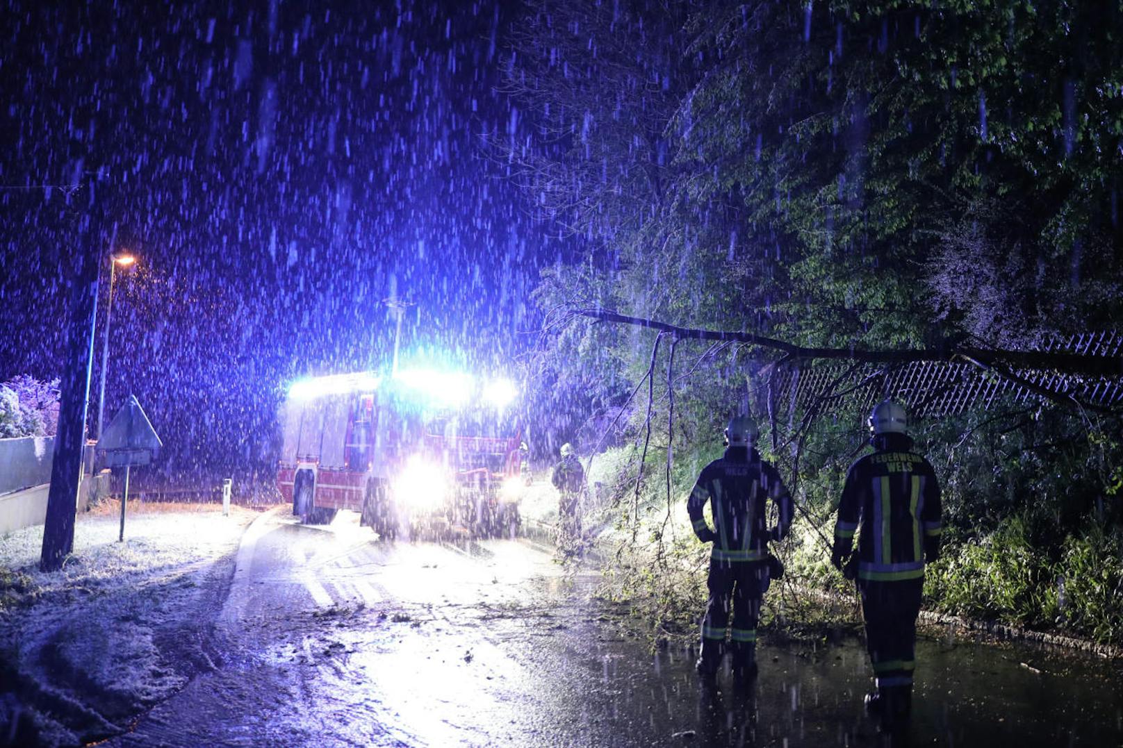 Ein neuerlicher Wintereinbruch in der Nacht auf Freitag sorgt derzeit für viele Einsätze der Feuerwehr. Viele Bäume halten der Last durch den schweren Schnee nicht stand und knicken um. In Wels musste ein umgestürzter Baum von der Fahrbahn entfernt werden.