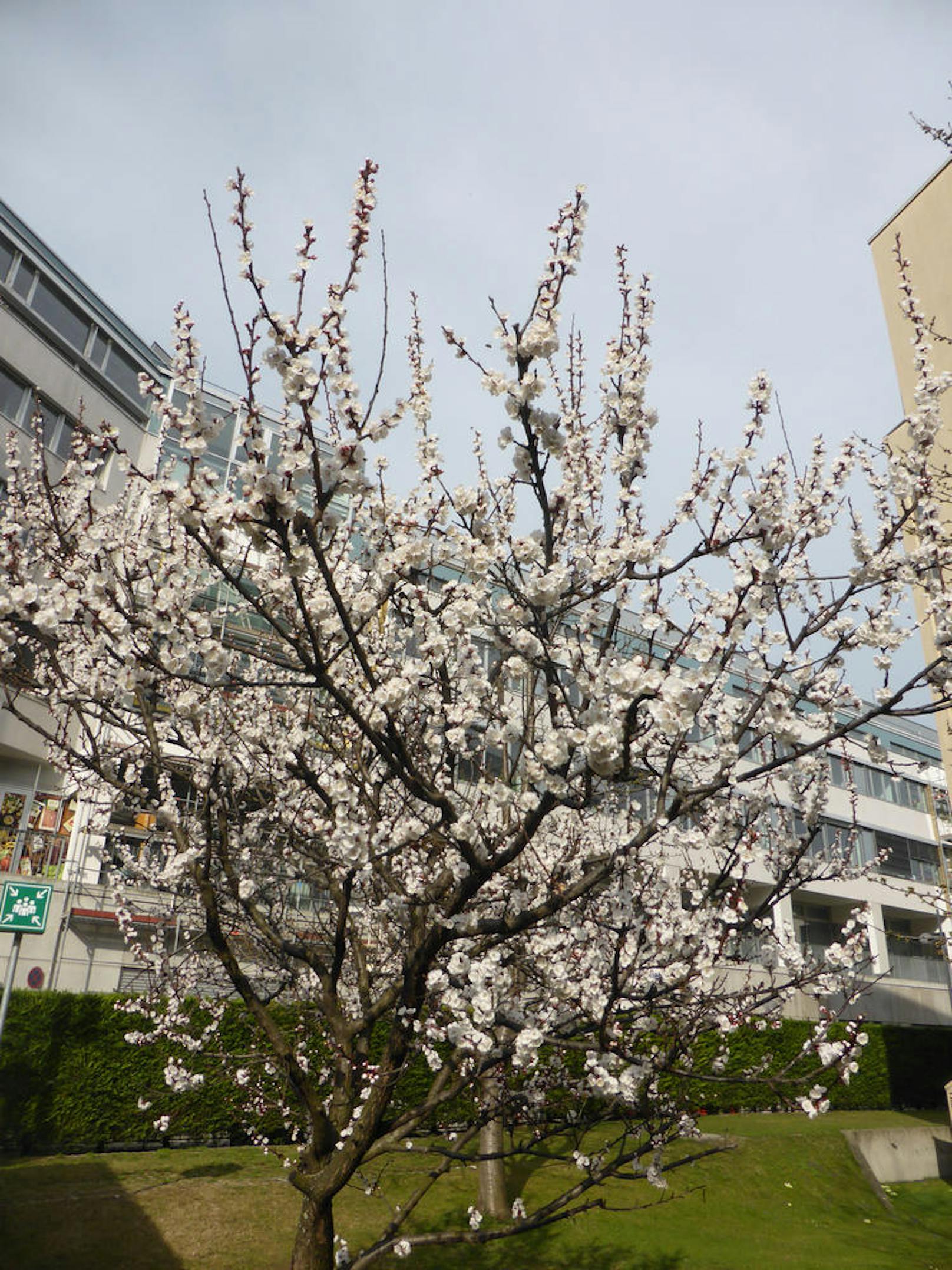 Dieser Marillenbaum in Wien-Landstraße steht schon in voller Blüte.