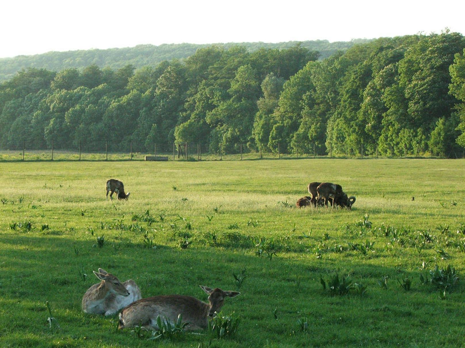 <b>Lainzer Tiergarten, 13. Bezirk:</b> Der 2.450 Hektar große Lainzer Tiergarten im Westen des Stadtgebiets ist ein öffentlich zugängliches Naturschutzgebiet und für seinen großen Wildbestand bekannt.