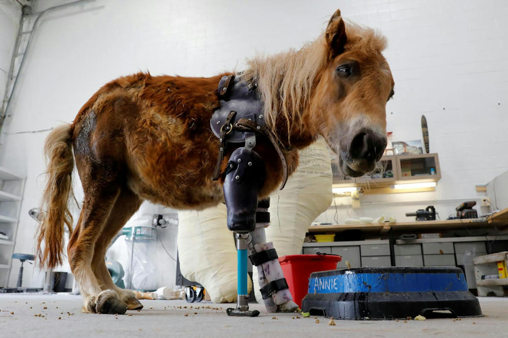 Pony Angel Marie kann dank einer Beinprothese wieder gehen.