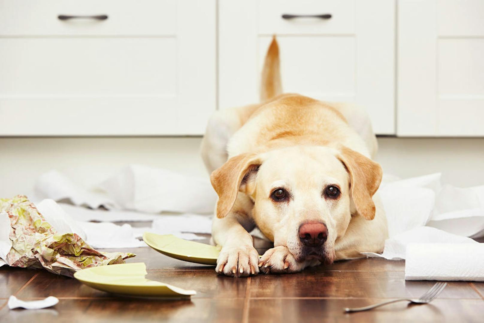 Wenn einem Hund langweilig ist, produziert er schon einmal Chaos - das sollte jeder wissen, der sich einen in die Wohnung holen möchte.