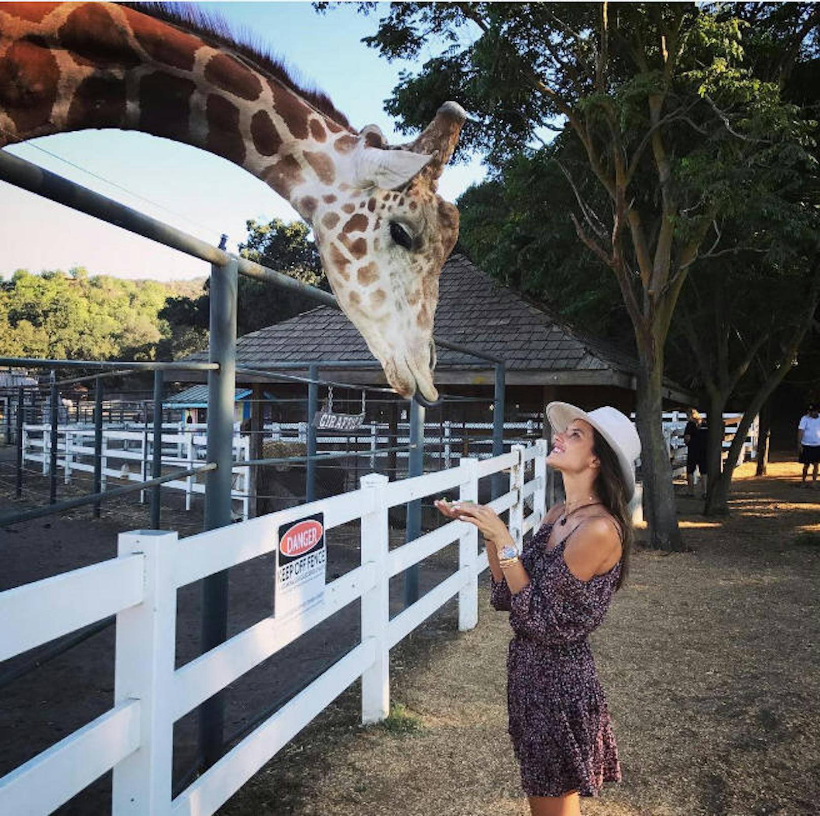09.08.2017: Model Alessandra Ambrosio hat eine Safari-Tour in Malibu unternommen - und dabei eine neue Bekanntschaft gemacht: Stanley, die Giraffe. "Der Süßeste", schreibt sie zum lustigen Schnappschuss.
