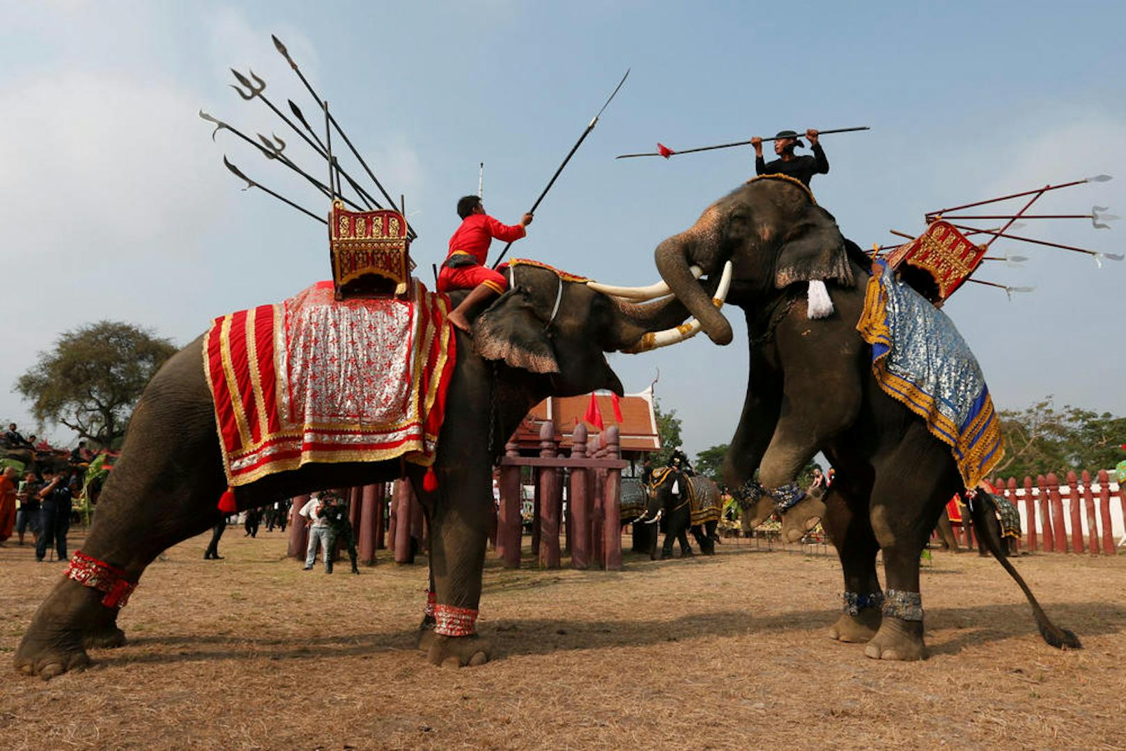 14.03.2017: Elefanten-Kampf in Thailand<br>
Am "National Elephant Day" in Thailand inszenieren Elefanten-Führer in der Stadt Ayutthaya einen Schaukampf.