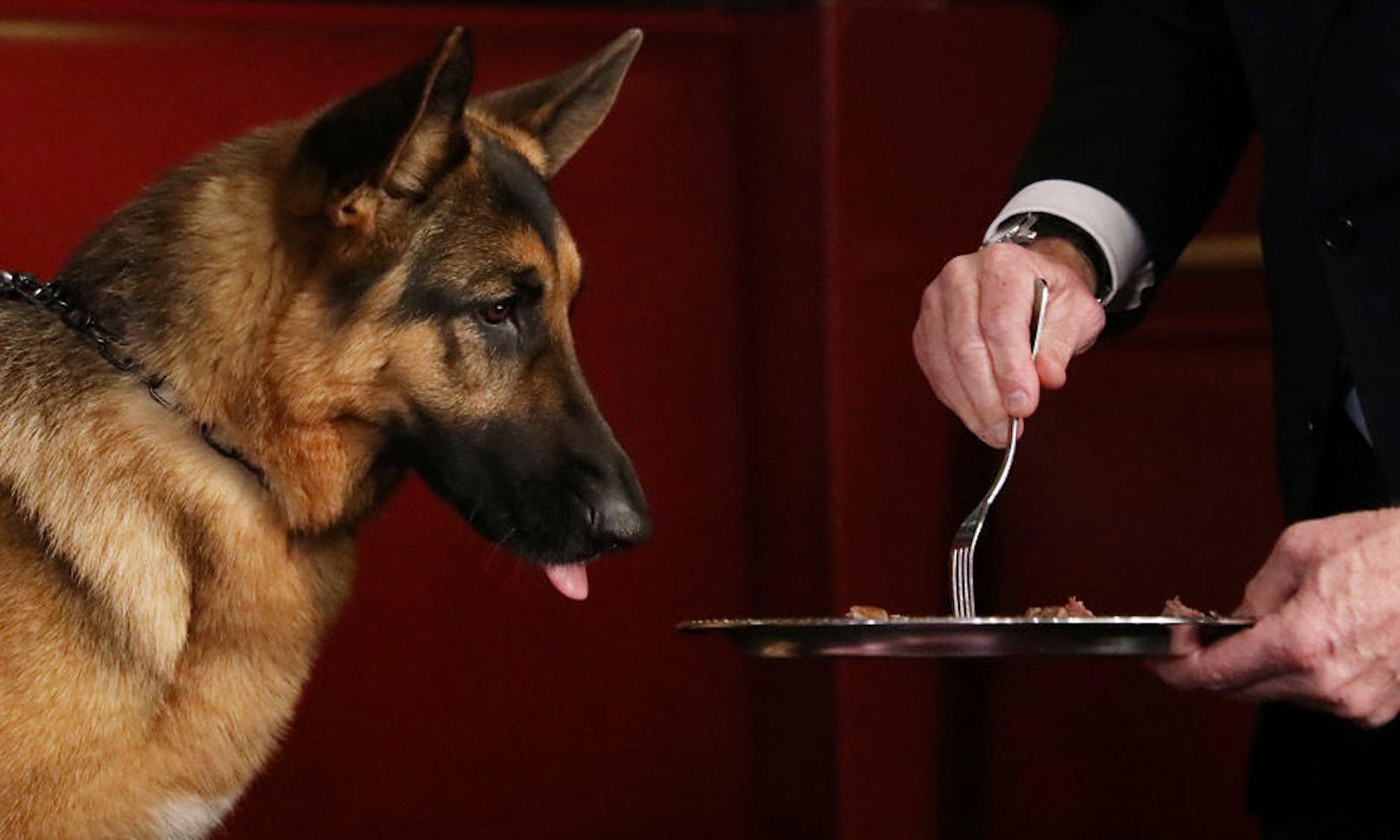 15.02.2017: Schäferhund "Rumor" ist der Gewinner der 141. Westminster Kennel Club-Hundeschau. Das saftige Steak hat er sich redlich verdient.